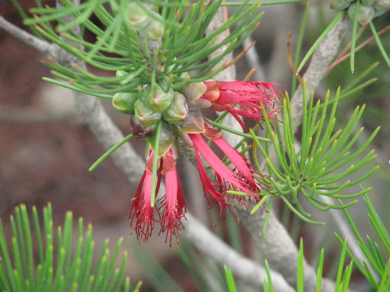 Granite Claw Flower (Calothamnus Graniticus) — The Granite Claw Flower (Calothamnus graniticus) is a striking Australian native