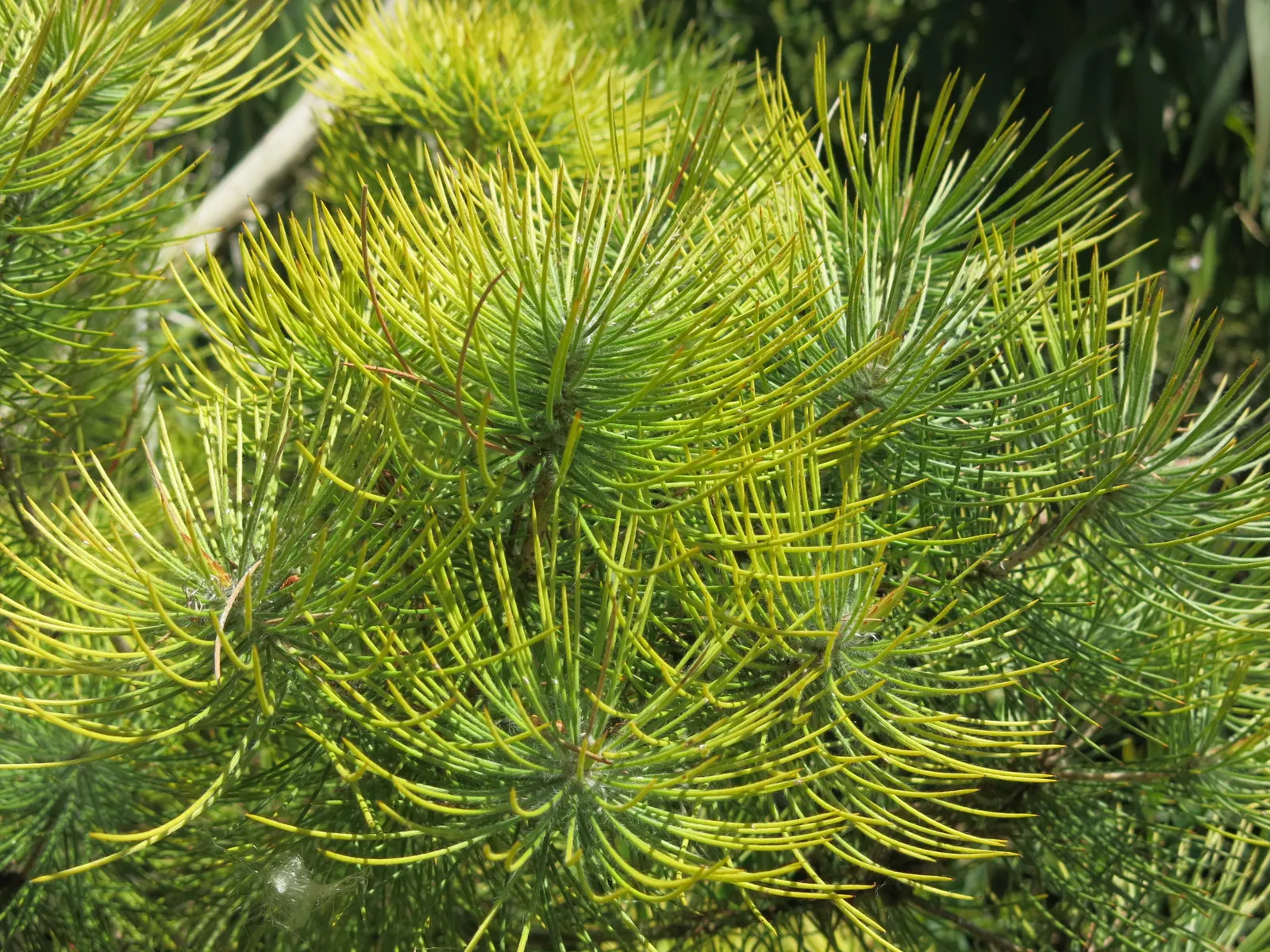 Granite Claw Flower (Calothamnus Graniticus) — attracting bees and nectar-feeding birds for a dynamic garden ecosystem