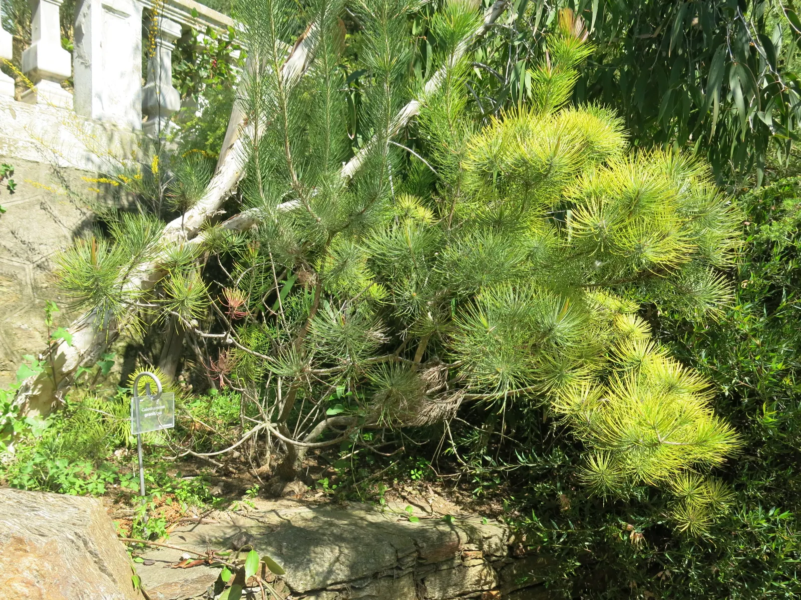 Granite Claw Flower (Calothamnus Graniticus) — red flowers in the garden