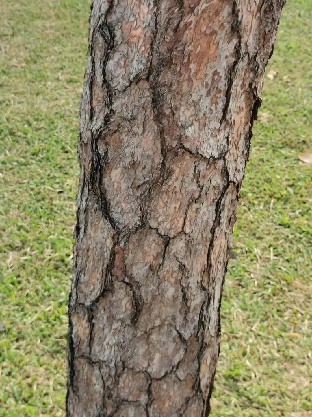 Japanese Black Pine (Pinus Thunbergii 'Thunderhead') — showing moderate tolerance to wind and salt spray; symmetrical shape with minimal pruning