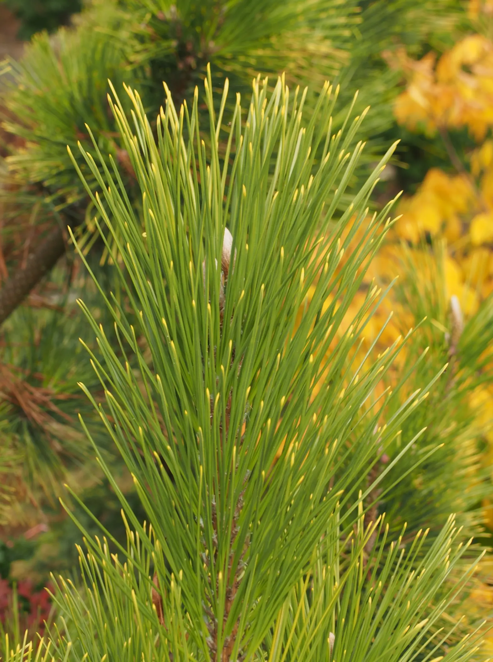 Japanese Black Pine (Pinus Thunbergii 'Thunderhead') — Its branching structure is sturdy and picturesque; dark-green needles and robust, image 70