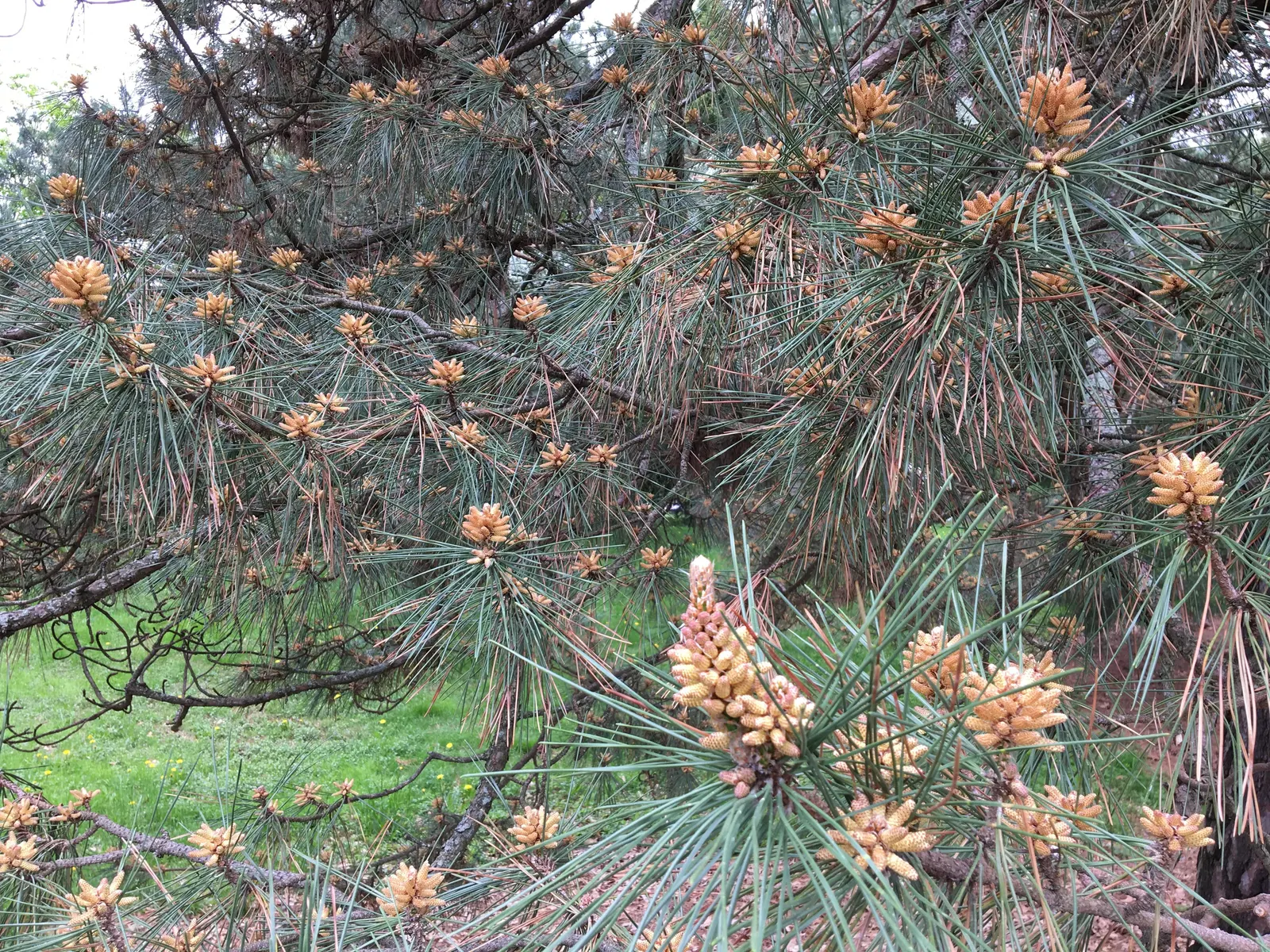 Japanese Black Pine (Pinus Thunbergii 'Thunderhead') — which appear in the spring; this characteristic foliage contrasts beautifully with the silver-white