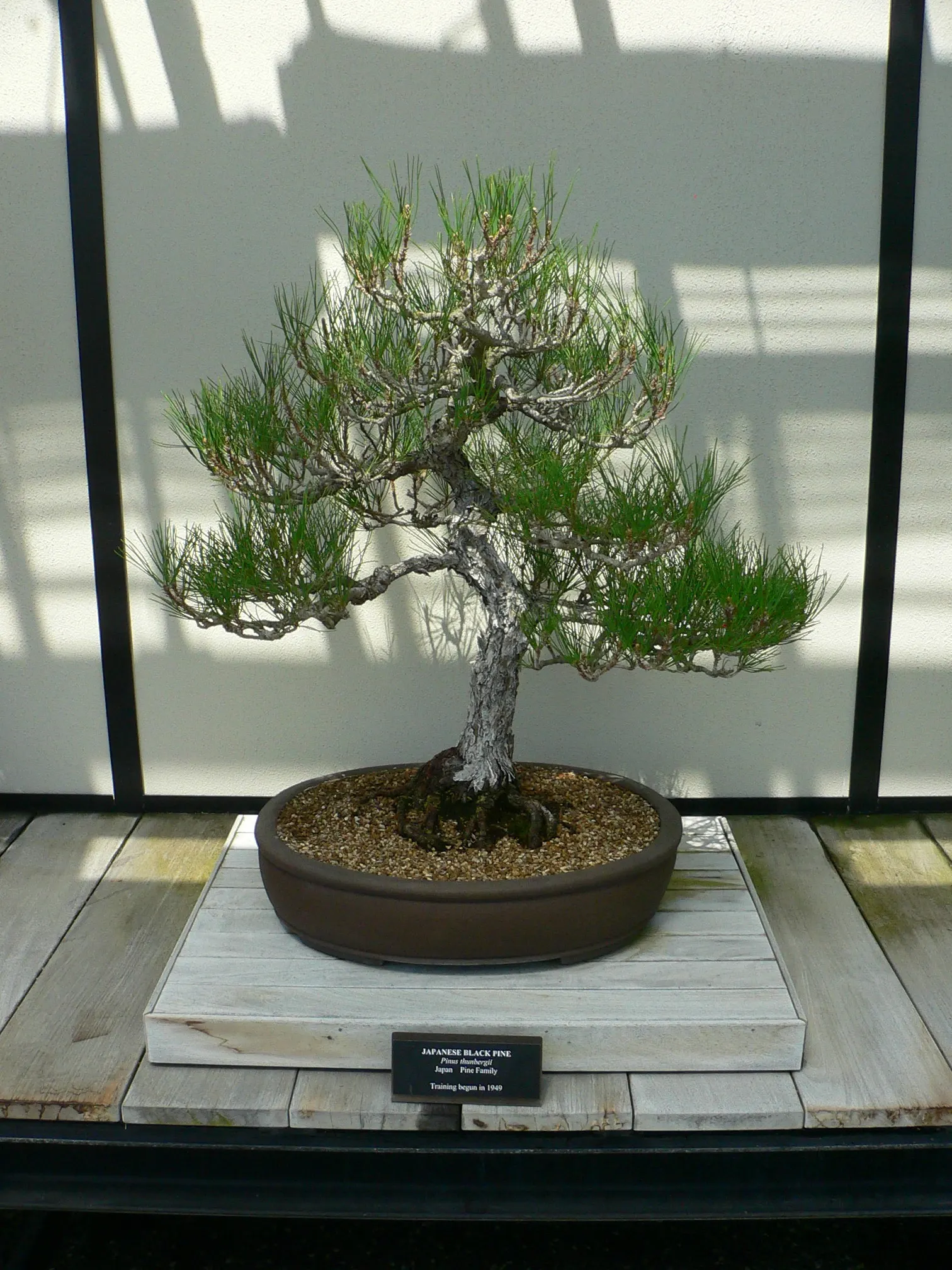 Japanese Black Pine (Pinus Thunbergii 'Thunderhead') — It is hardy in USDA zones 5-10.<br><br>With low maintenance needs and high visual appeal