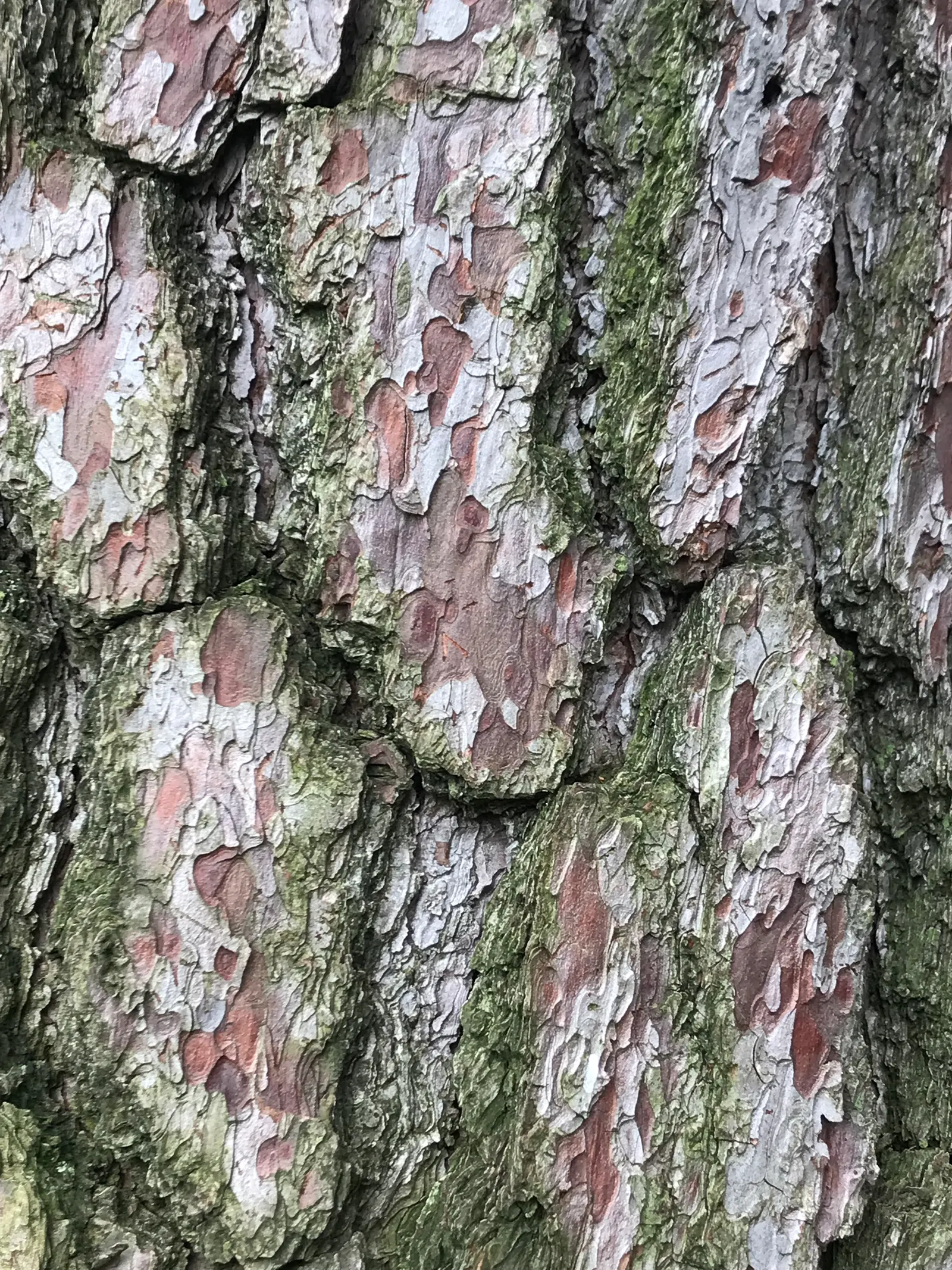 Japanese Black Pine (Pinus Thunbergii 'Thunderhead') — with the lower branches sweeping gracefully downwards while the upper branches reach skyward; this