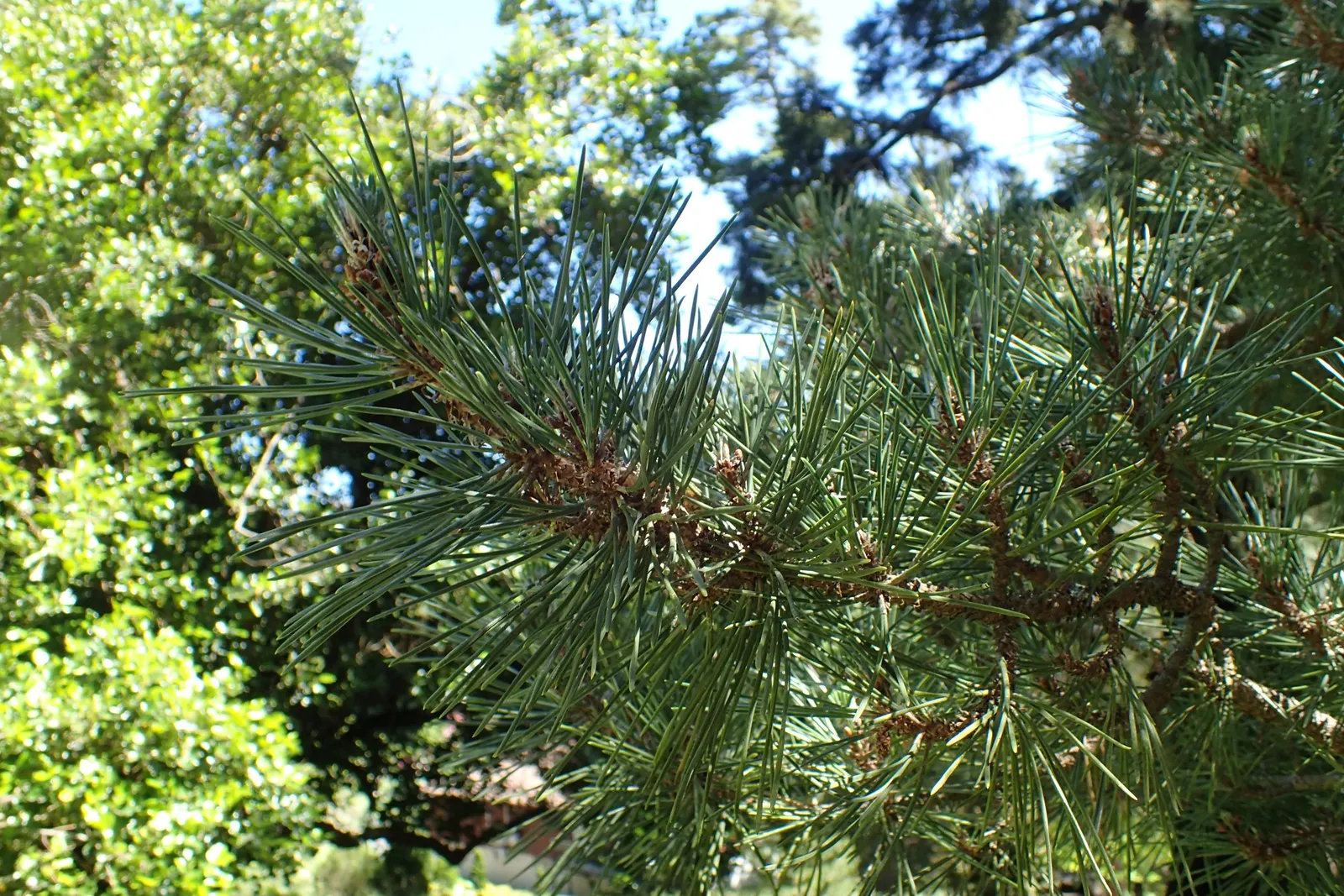 Japanese Black Pine (Pinus Thunbergii 'Thunderhead') — conifer / tree for full