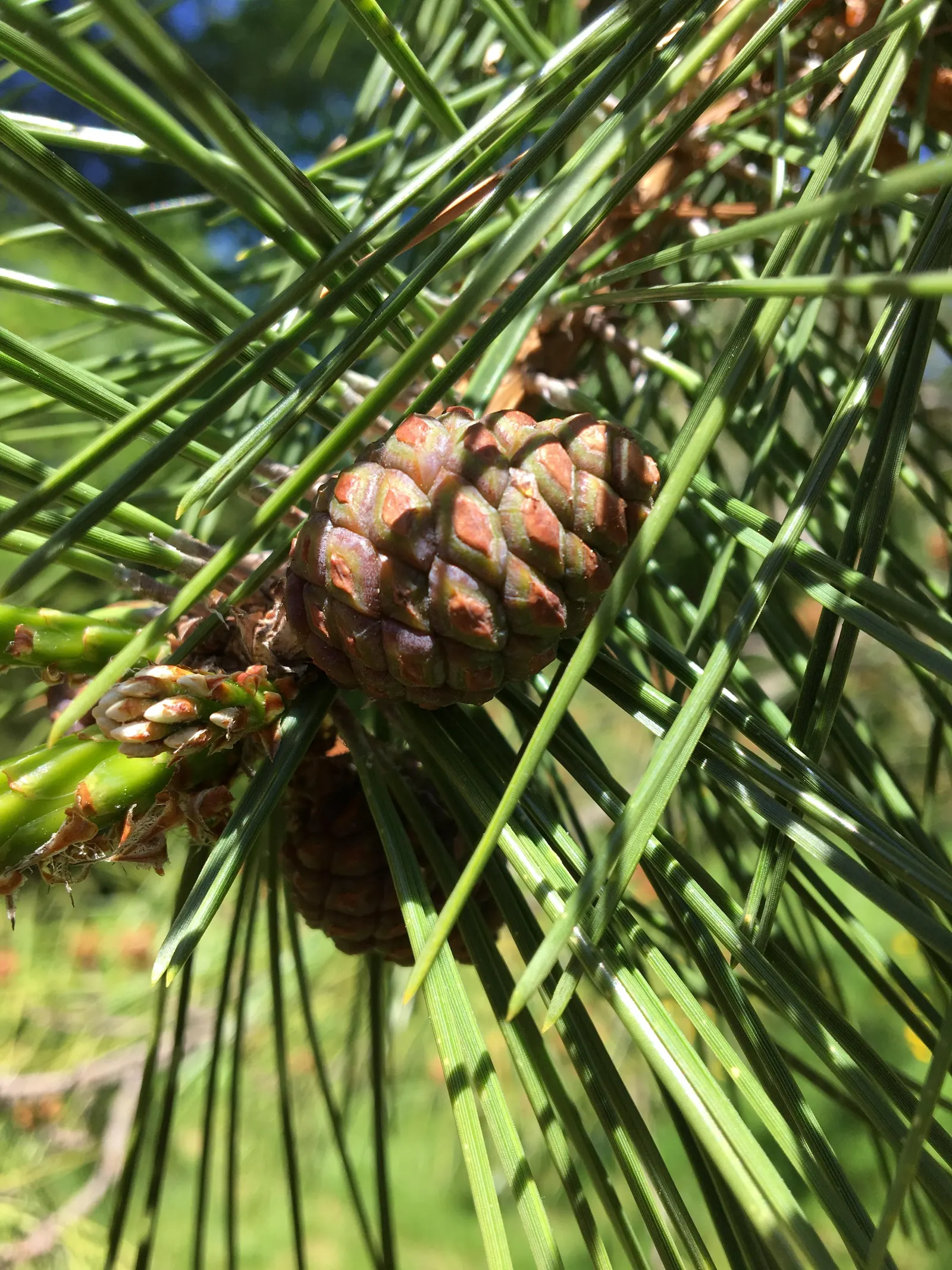 Japanese Black Pine (Pinus Thunbergii 'Thunderhead') — maturing to approximately 10-15 feet tall and 10-20 feet wide; symmetrical shape with minimal pruning