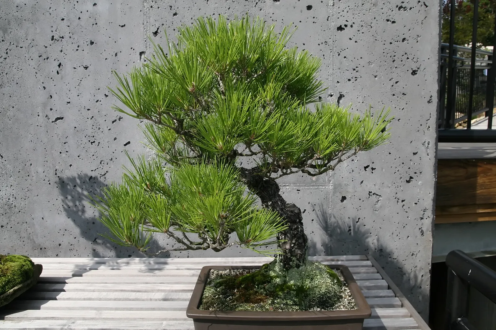 Japanese Black Pine (Pinus Thunbergii 'Thunderhead') — This hardy plant maintains a compact; this characteristic foliage contrasts beautifully with, image 59