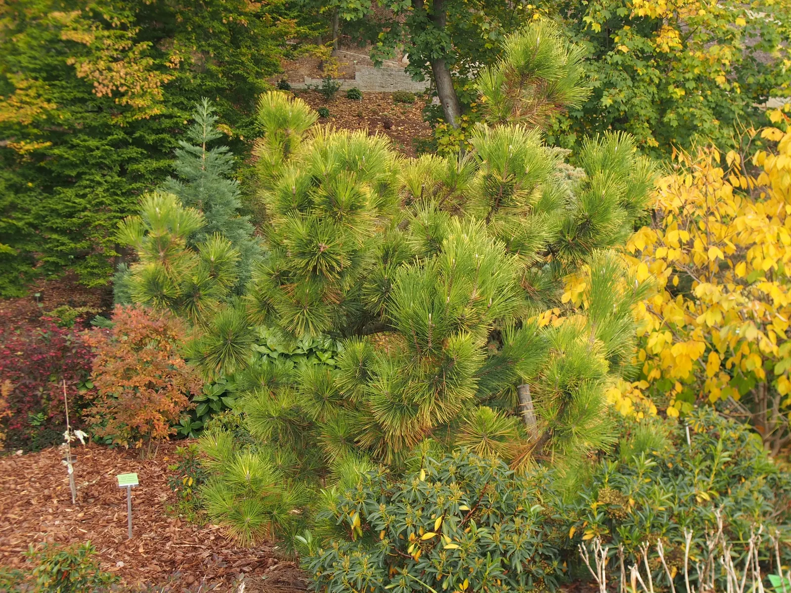 Japanese Black Pine (Pinus Thunbergii 'Thunderhead') — Thunderhead maintains a compact