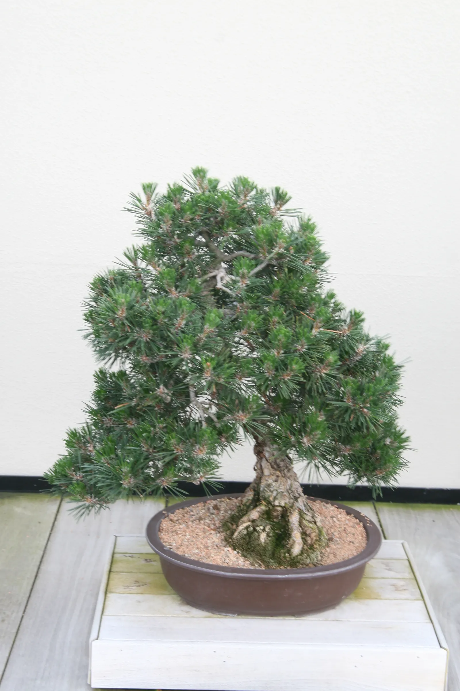 Japanese Black Pine (Pinus Thunbergii 'Thunderhead') — Thunderhead thrives in full sun and adapts well to various soil types; this characteristic foliage