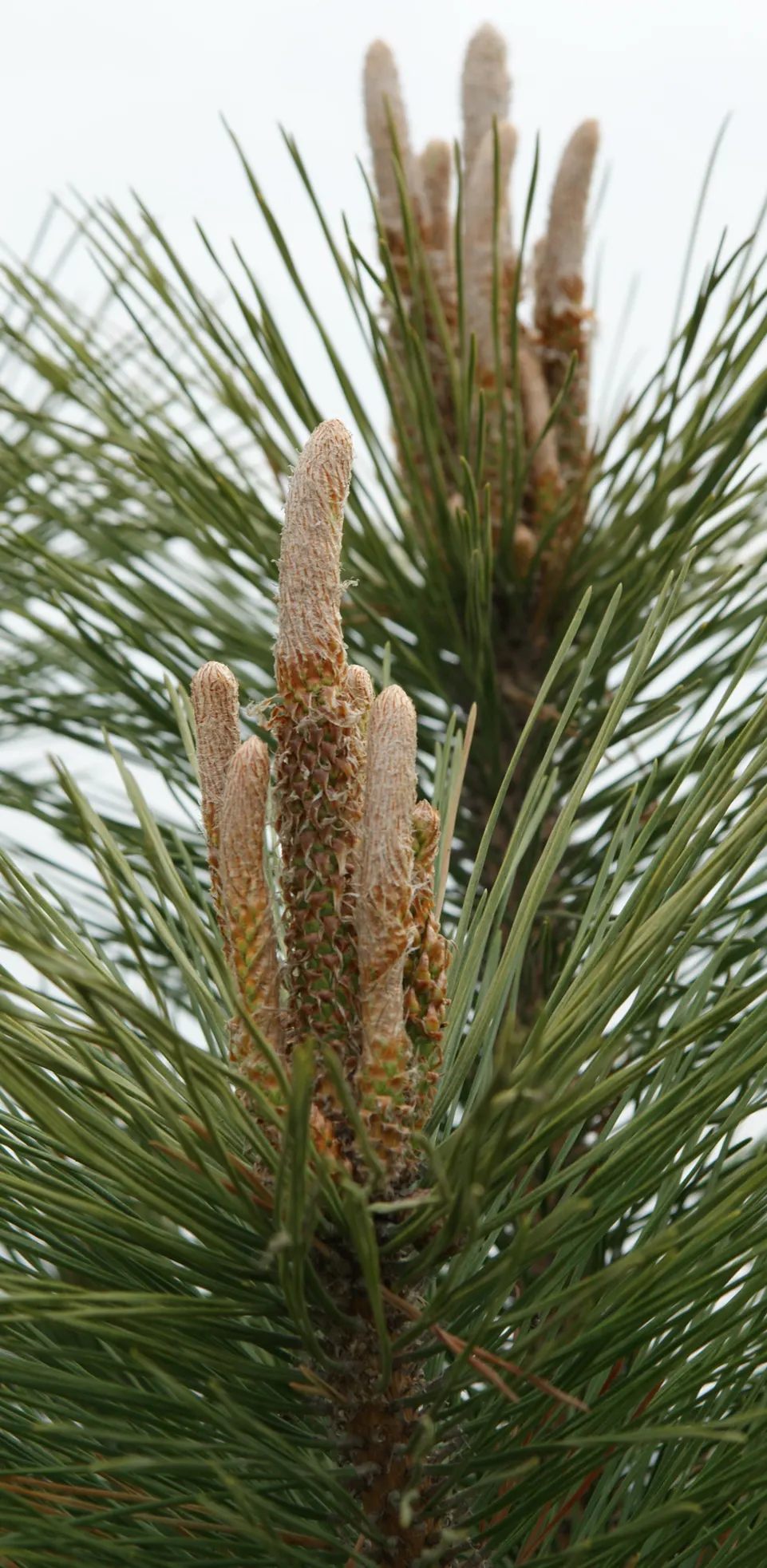 Japanese Black Pine (Pinus Thunbergii 'Thunderhead') — Minimal pruning is required to preserve its natural form; dark-green needles and robust