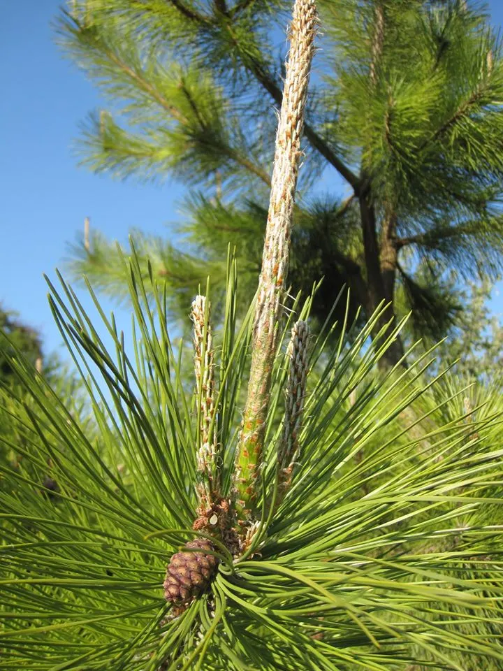 Japanese Black Pine (Pinus Thunbergii 'Thunderhead') — showing moderate tolerance to wind and salt spray