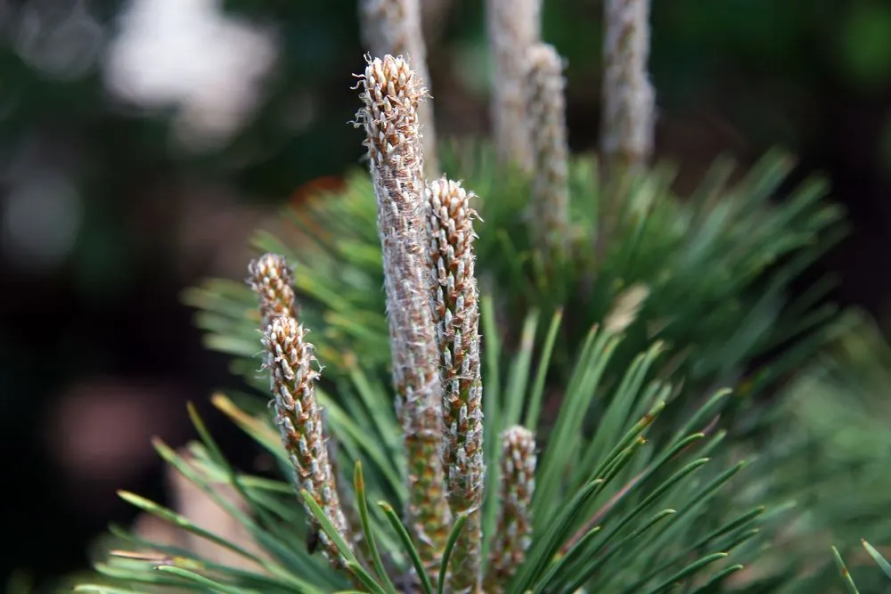Japanese Black Pine (Pinus Thunbergii 'Thunderhead') — pyramidal to rounded form