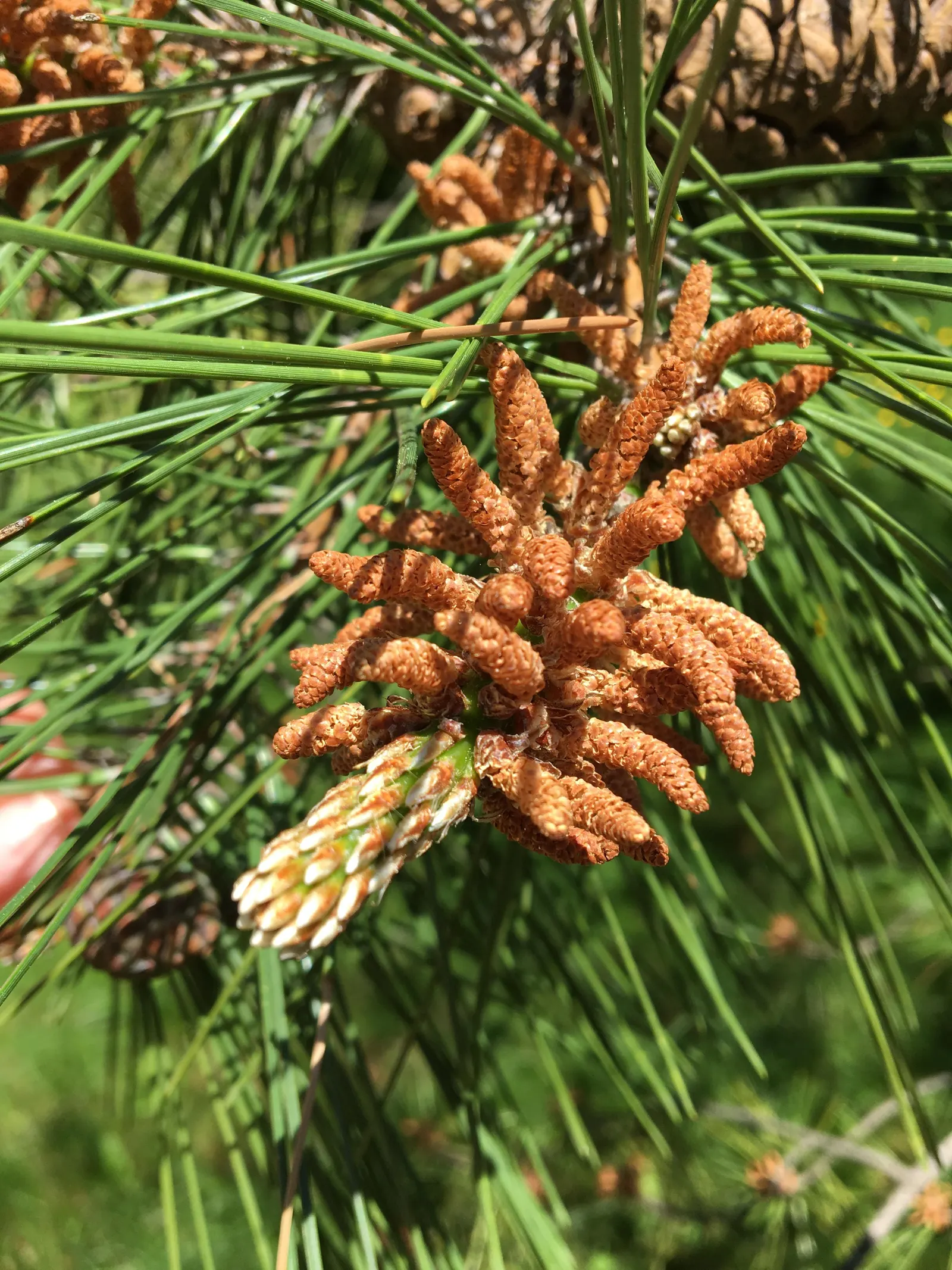 Japanese Black Pine (Pinus Thunbergii 'Thunderhead') — pyramidal to rounded form; symmetrical shape with minimal pruning