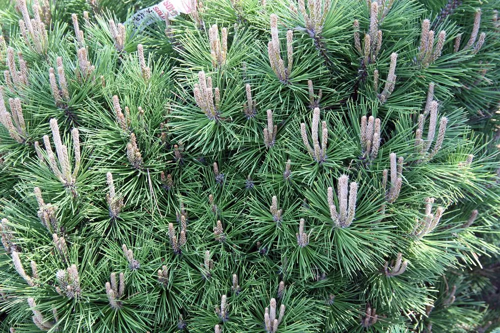 Japanese Black Pine (Pinus Thunbergii 'Thunderhead') — Thunderhead thrives in full sun and adapts well to various soil types; this characteristic, image 63