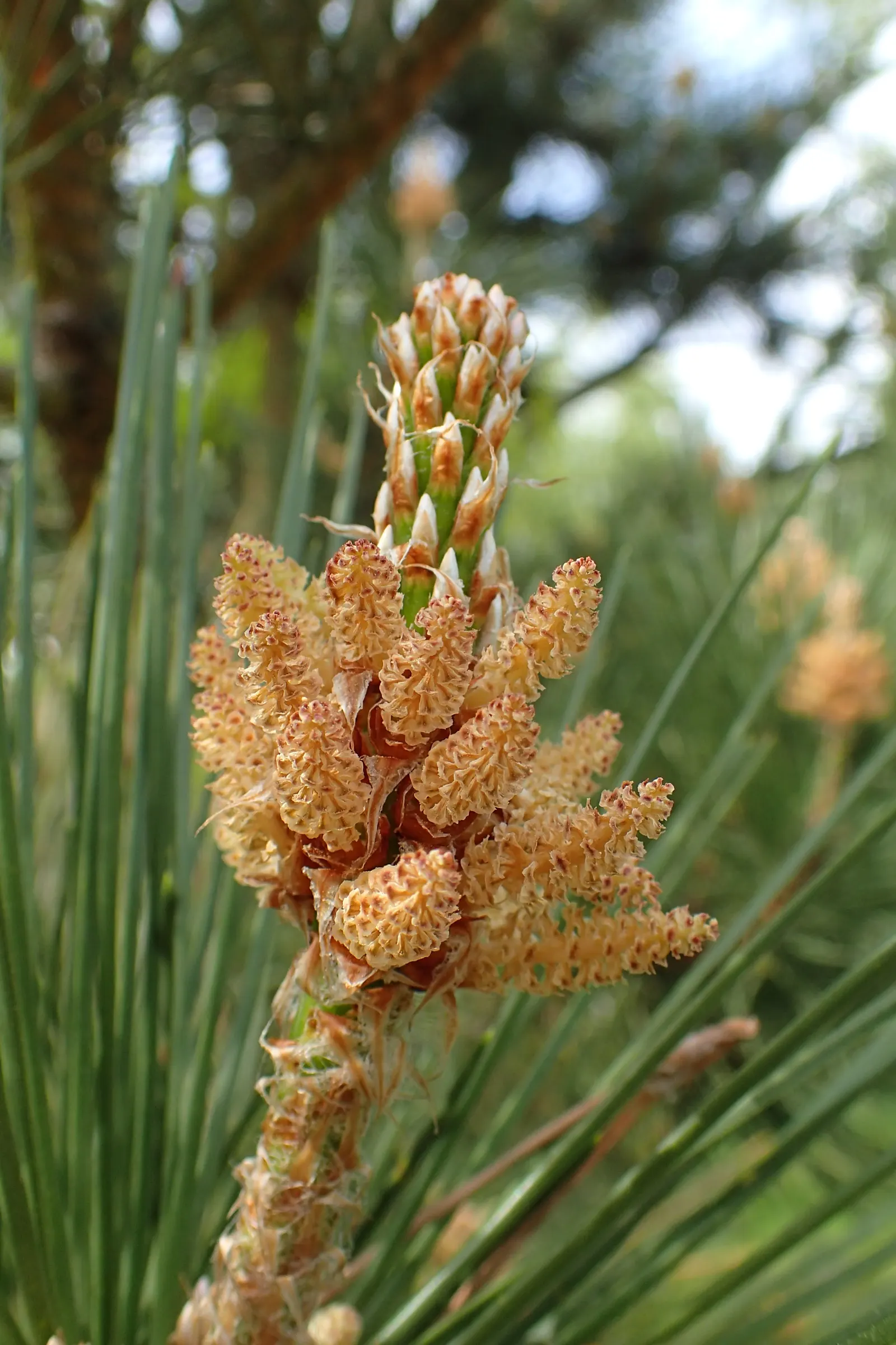 Japanese Black Pine (Pinus Thunbergii 'Thunderhead') — Resilient to salt and wind, it suits coastal landscapes and rock gardens; dark-green needles, image 62