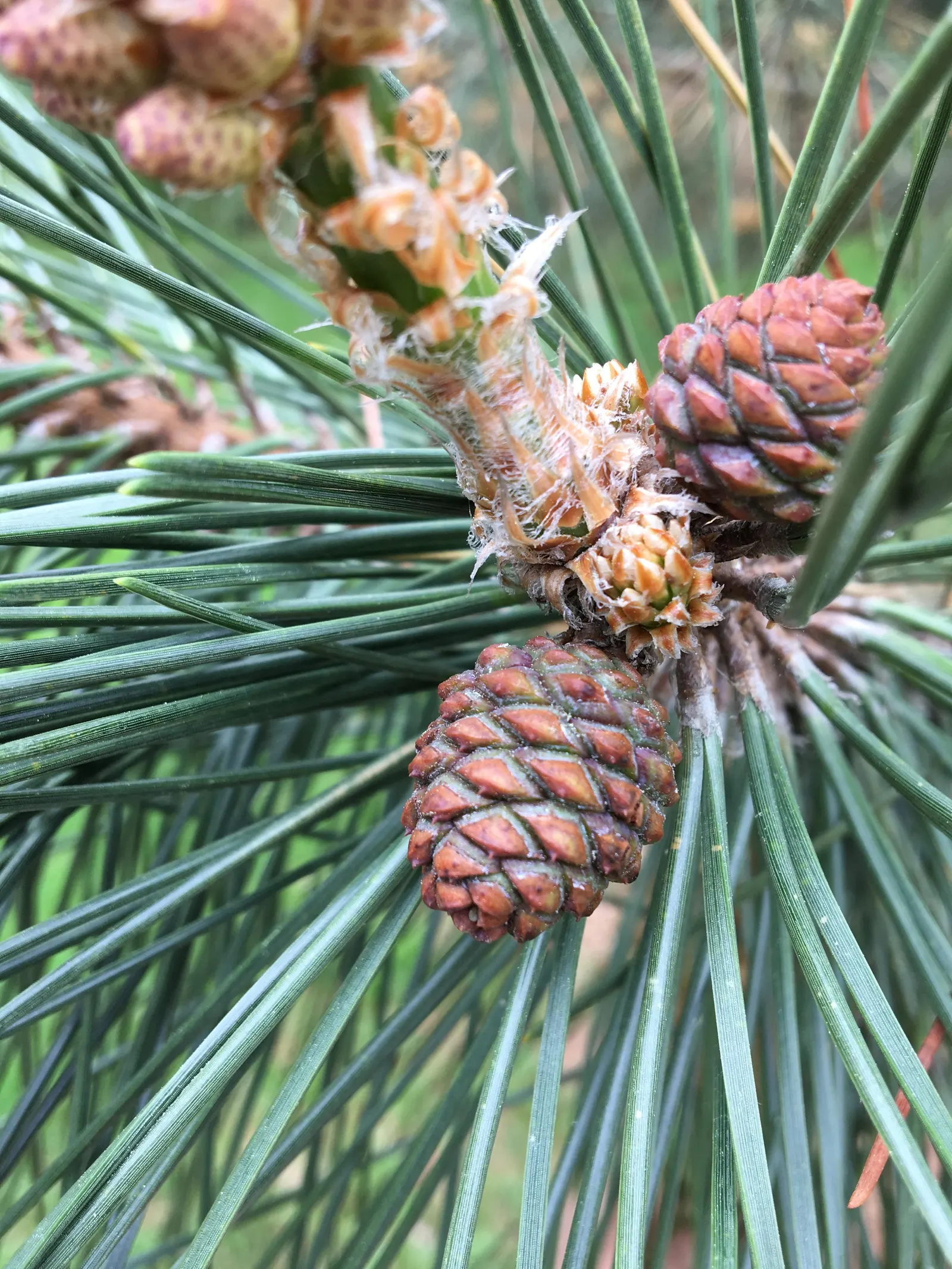 Japanese Black Pine (Pinus Thunbergii 'Thunderhead') — Minimal pruning is required to preserve its natural form