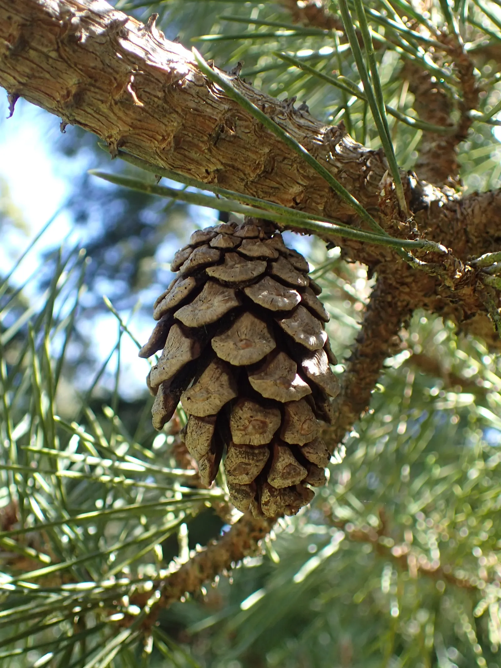 Japanese Black Pine (Pinus Thunbergii 'Thunderhead') — dwarf evergreen boasting dense