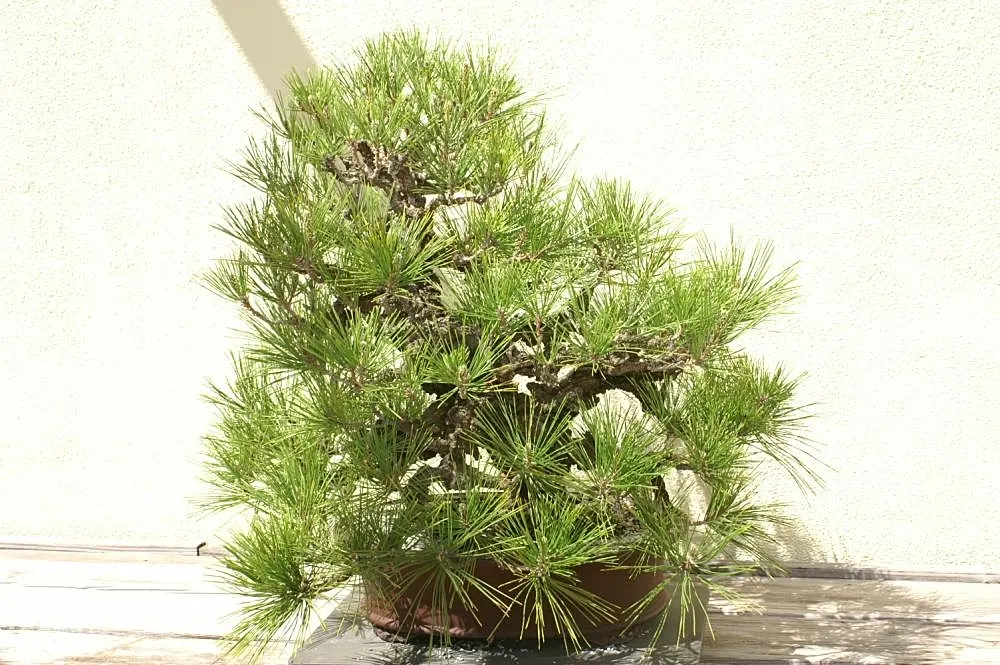 Japanese Black Pine (Pinus Thunbergii 'Thunderhead') — creating an umbrella-like silhouette.<br><br>The tree is adorned with short; or even as a sea of green