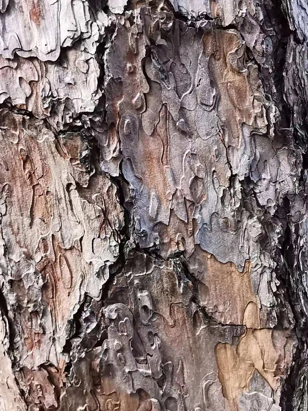 Japanese Black Pine (Pinus Thunbergii 'Thunderhead') — requiring moderate watering after establishment; or even as a sea of green in large-scale, image 64