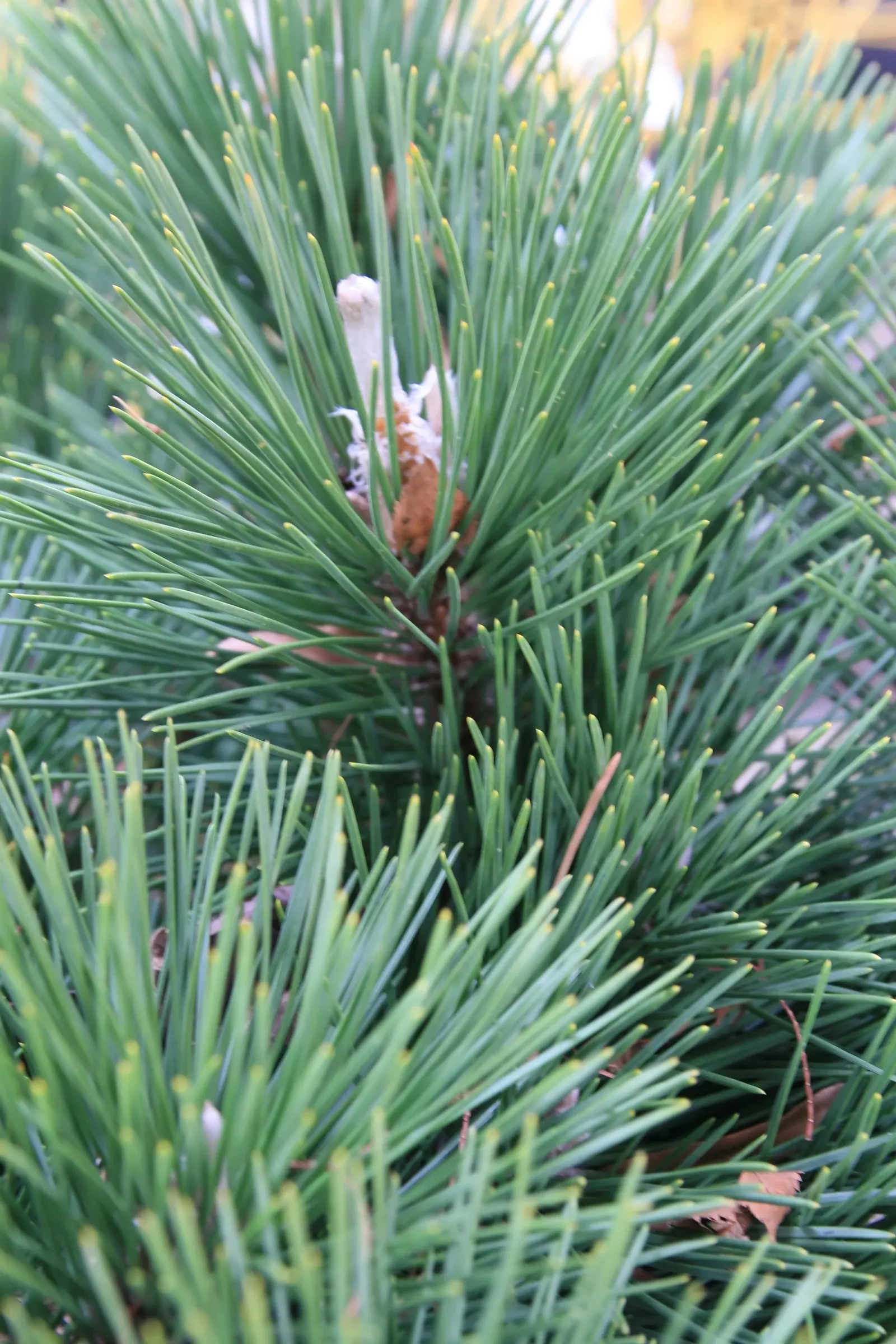 Japanese Black Pine (Pinus Thunbergii 'Thunderhead') — Japanese Black Pine 'Thunderhead' (Pinus thunbergii 'Thunderhead') is a stunning, image 65