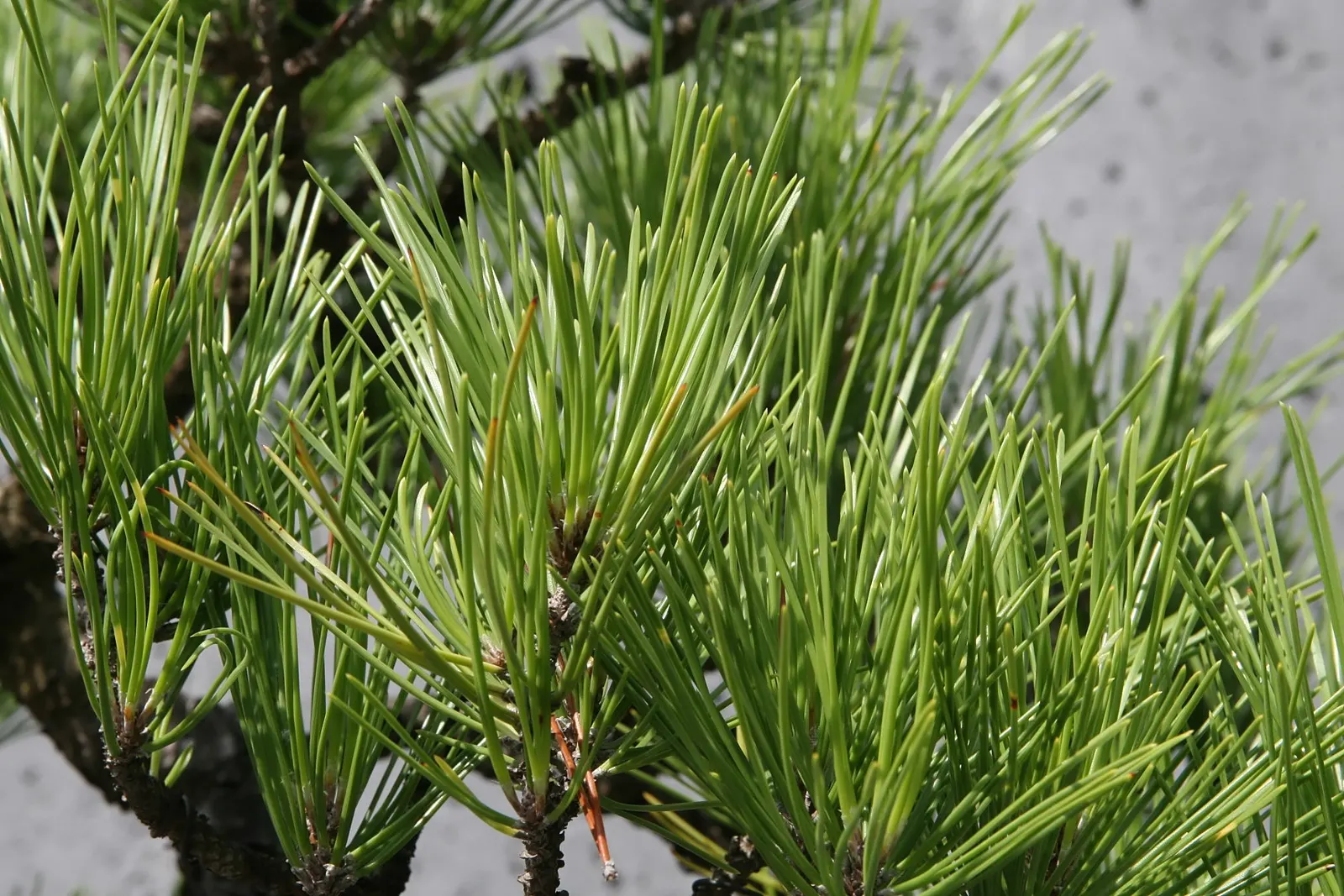 Japanese Black Pine (Pinus Thunbergii 'Thunderhead') — dwarf evergreen boasting dense; dark-green needles and robust, image 58