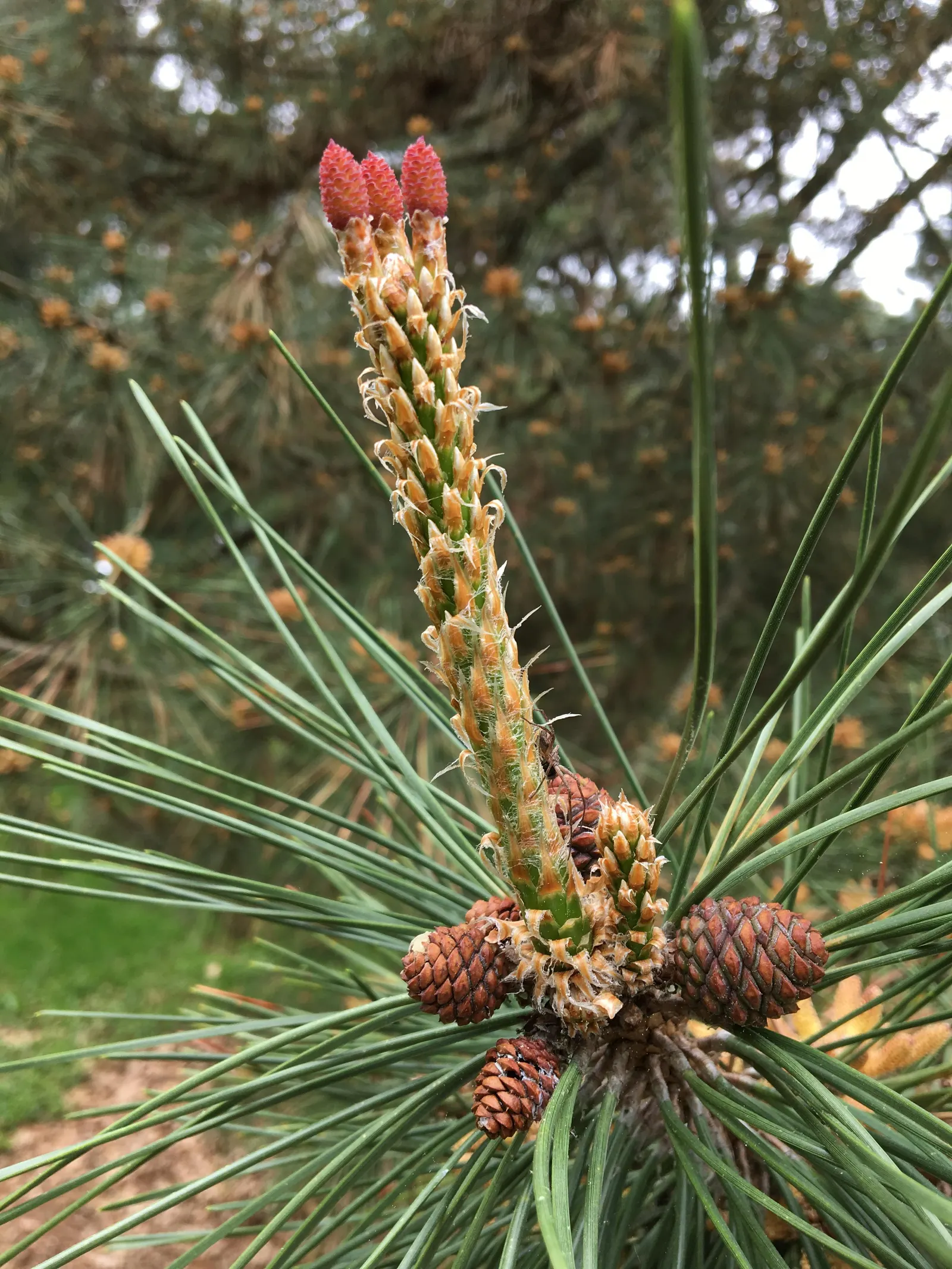 Japanese Black Pine (Pinus Thunbergii 'Thunderhead') — It is hardy in USDA zones 5-10.<br><br>With low maintenance needs and high visual appeal; this