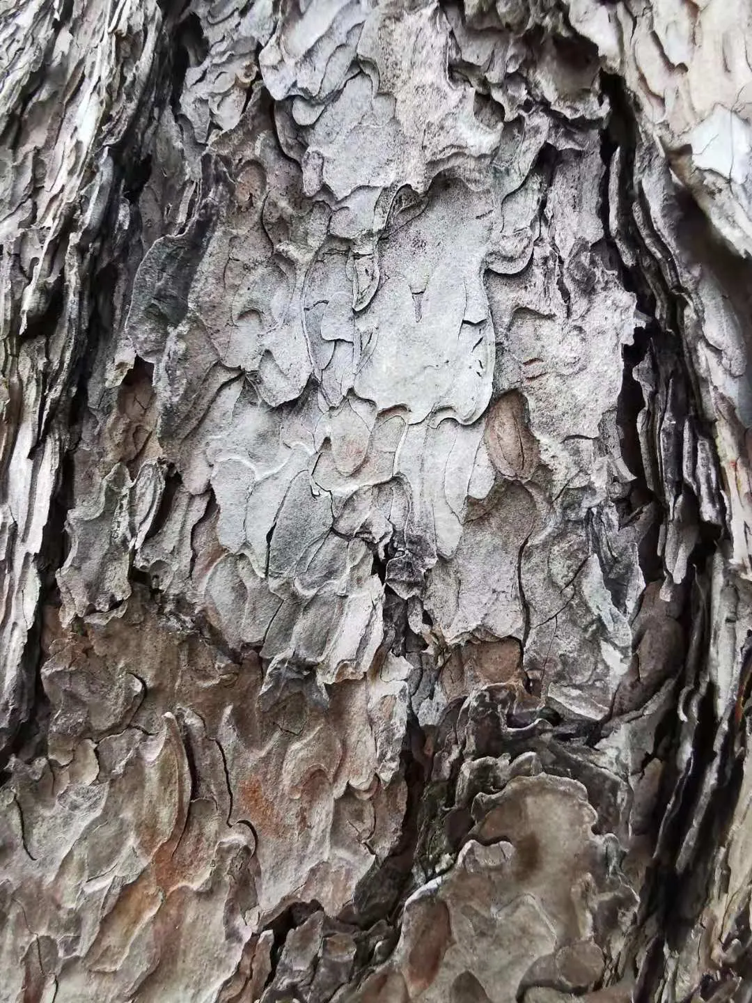 Japanese Black Pine (Pinus Thunbergii 'Thunderhead') — with the lower branches sweeping gracefully downwards while the upper branches reach, image 71