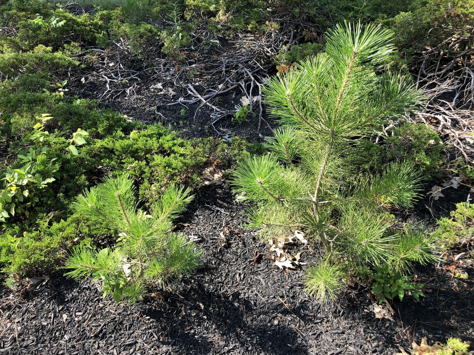 Japanese Black Pine (Pinus Thunbergii 'Thunderhead') — creating an umbrella-like silhouette.<br><br>The tree is adorned with short; or even as a, image 72