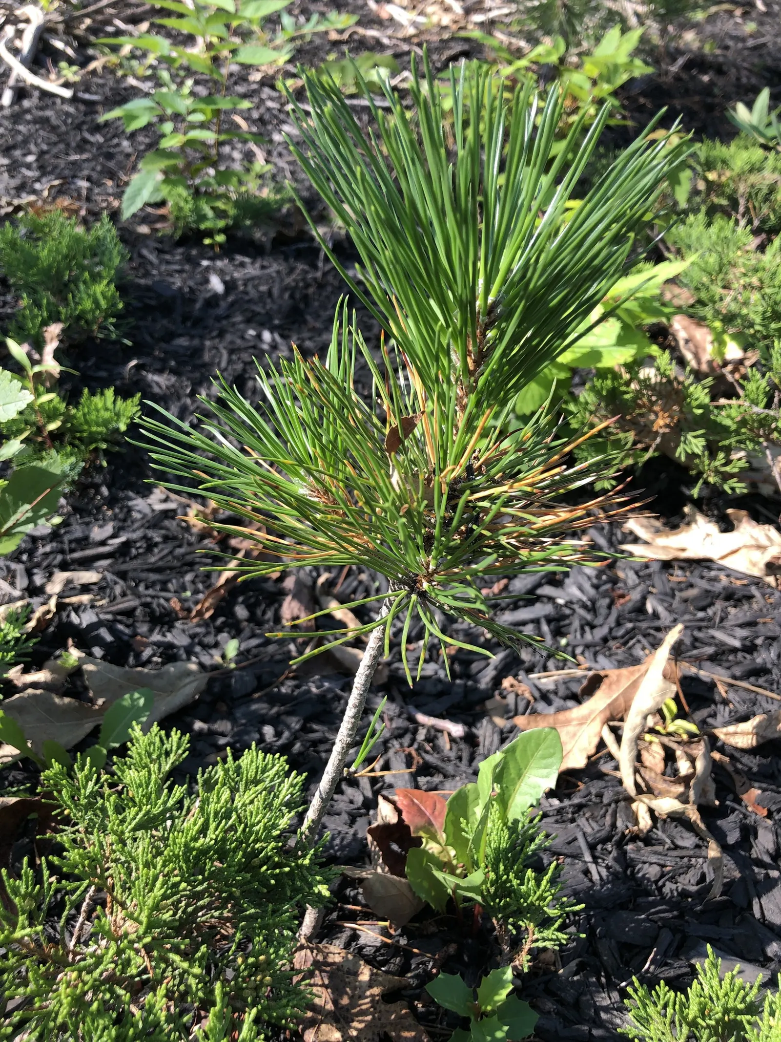Japanese Black Pine (Pinus Thunbergii 'Thunderhead') — maturing to approximately 10-15 feet tall and 10-20 feet wide