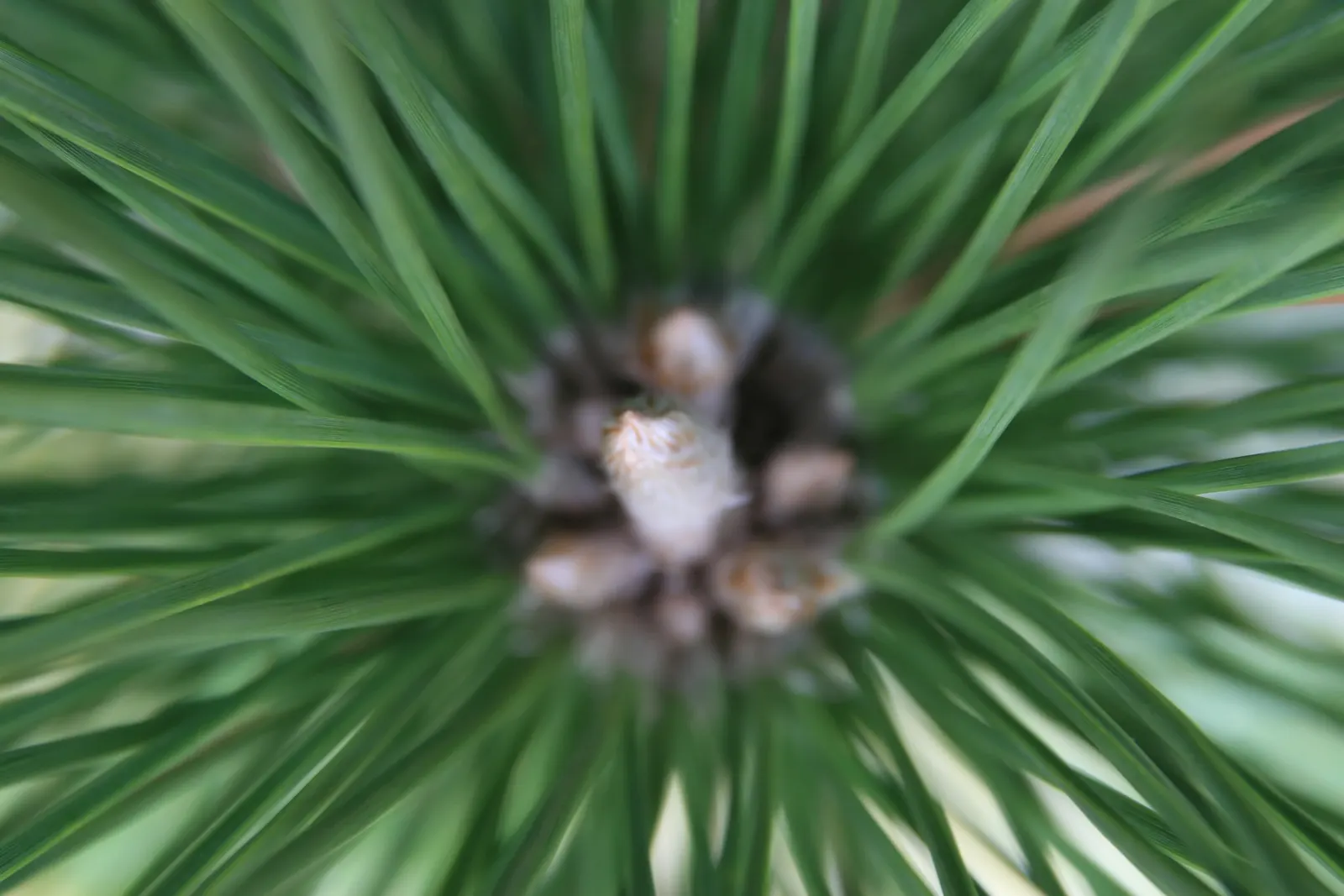 Japanese Black Pine (Pinus Thunbergii 'Thunderhead') — maturing to approximately 10-15 feet tall and 10-20 feet wide; symmetrical shape with, image 61