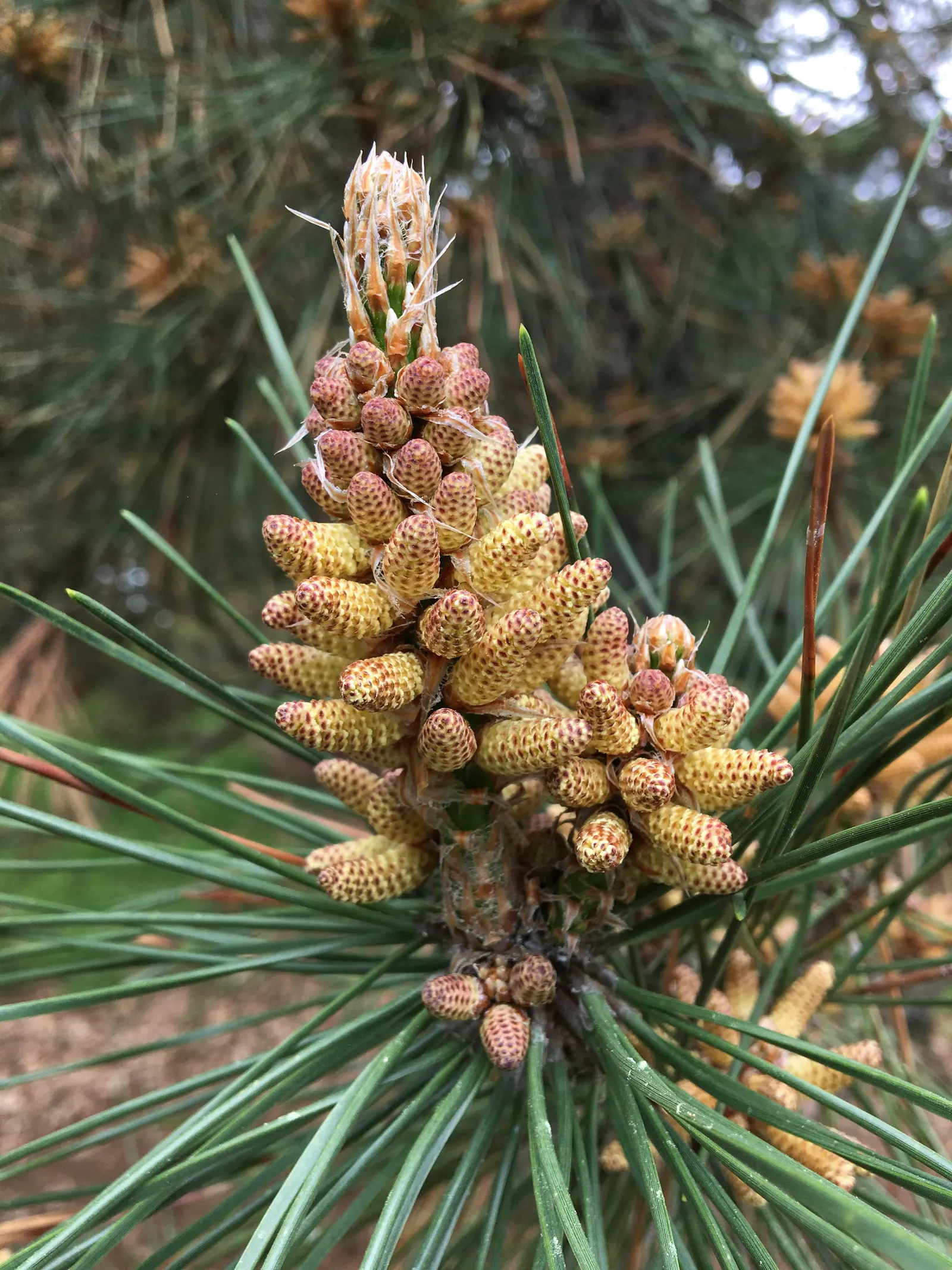 Japanese Black Pine (Pinus Thunbergii 'Thunderhead') — Thunderhead maintains a compact; or even as a sea of green in large-scale windbreaks or privacy screens