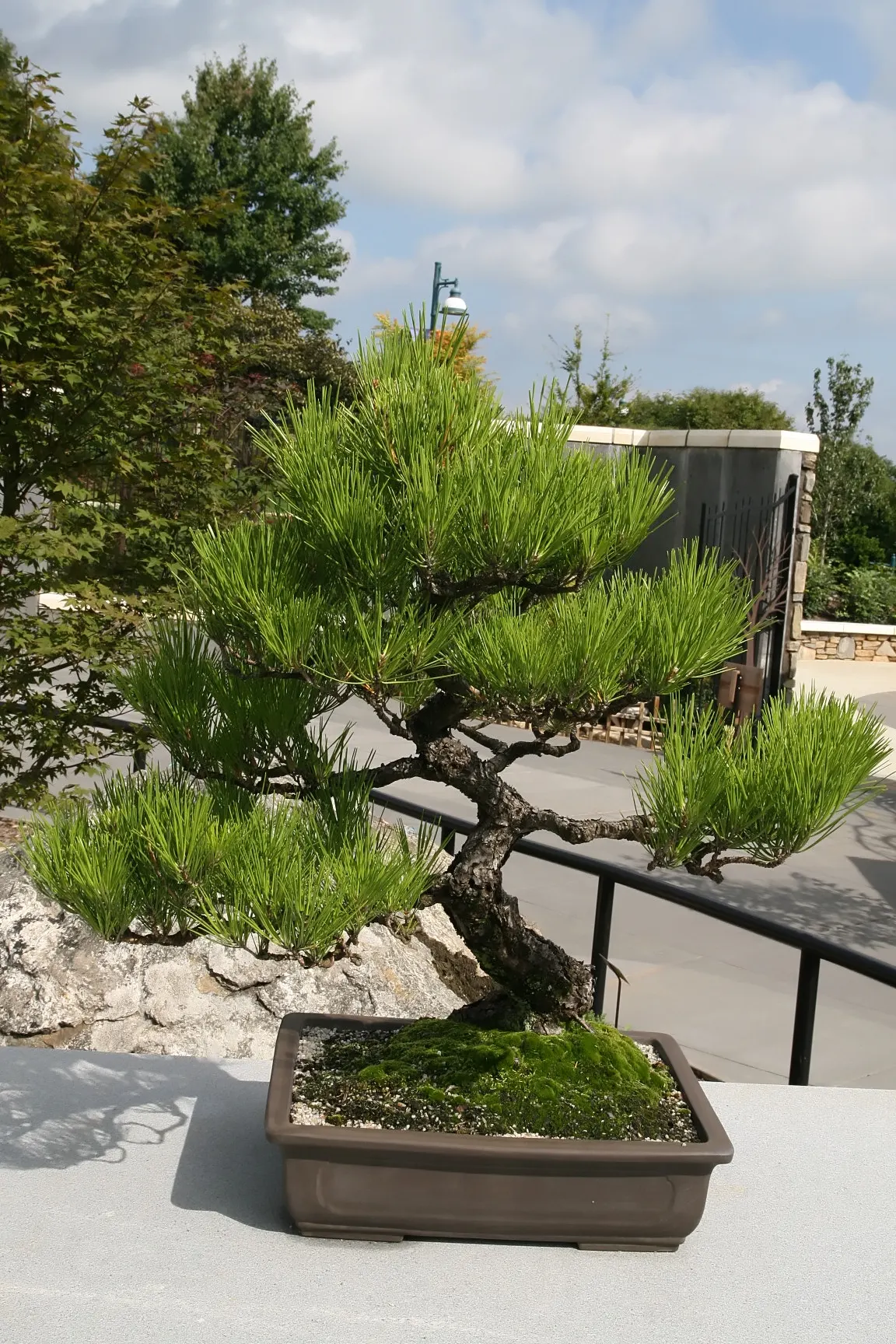 Japanese Black Pine (Pinus Thunbergii 'Thunderhead') — mature specimens produce attractive; or even as a sea of green in large-scale windbreaks or privacy