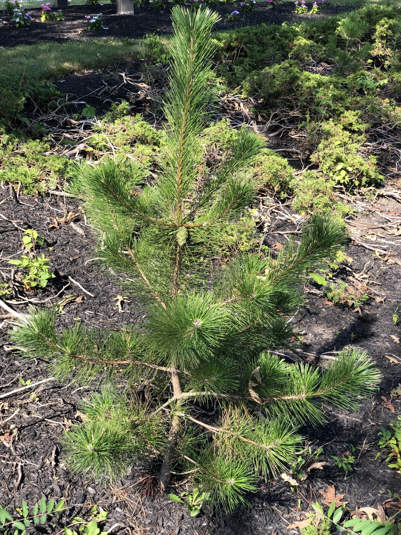 Japanese Black Pine (Pinus Thunbergii 'Thunderhead') — symmetrical shape with minimal pruning; or even as a sea of green in large-scale windbreaks or privacy