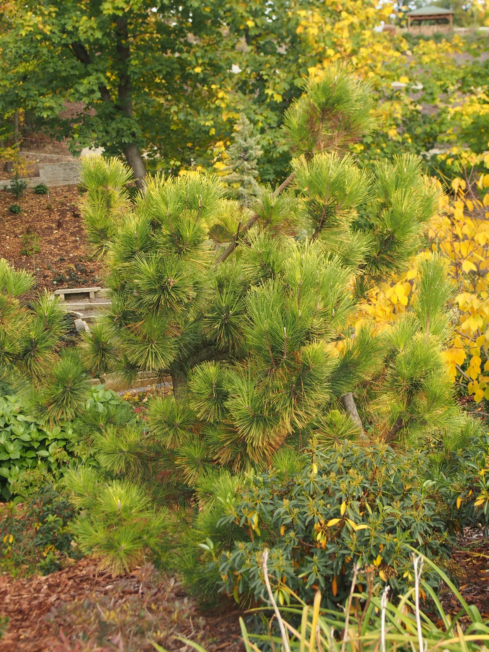 Japanese Black Pine (Pinus Thunbergii 'Thunderhead') — creating an umbrella-like silhouette.<br><br>The tree is adorned with short