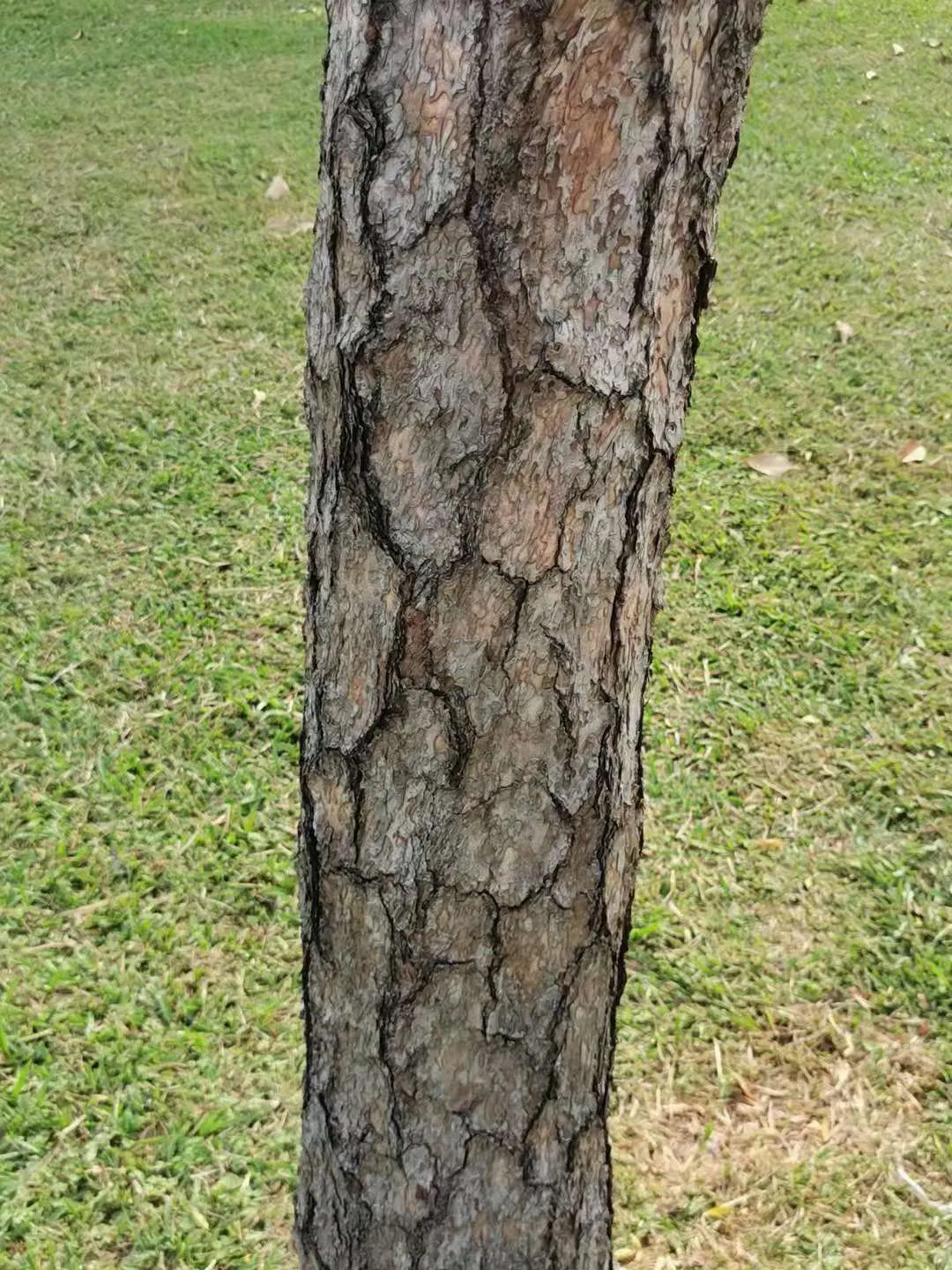 Japanese Black Pine (Pinus Thunbergii 'Thunderhead') — conifer / tree for full; or even as a sea of green in large-scale windbreaks or privacy screens