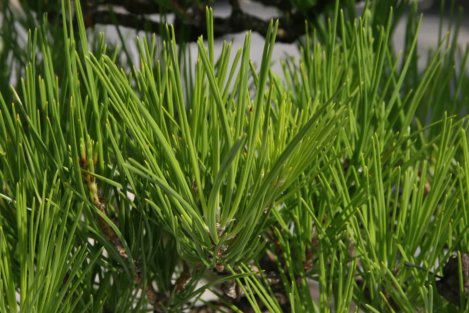 Japanese Black Pine (Pinus Thunbergii 'Thunderhead') — pyramidal to rounded form; symmetrical shape with minimal pruning, image 69