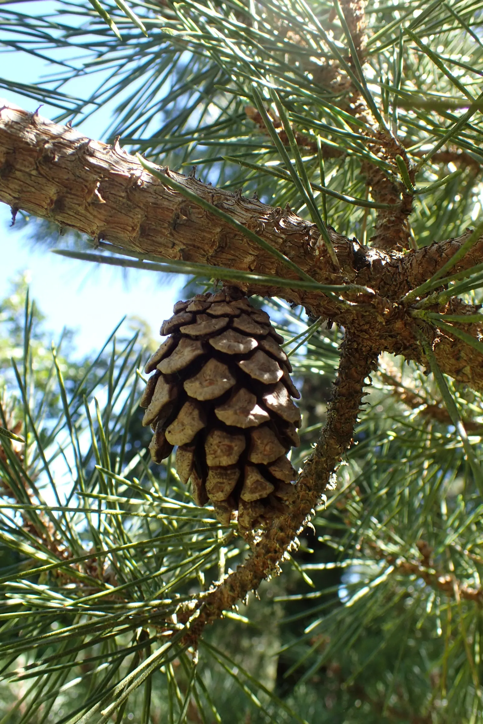 Japanese Black Pine (Pinus Thunbergii 'Thunderhead') — simply removing dead or damaged branches when necessary; this characteristic foliage contrasts