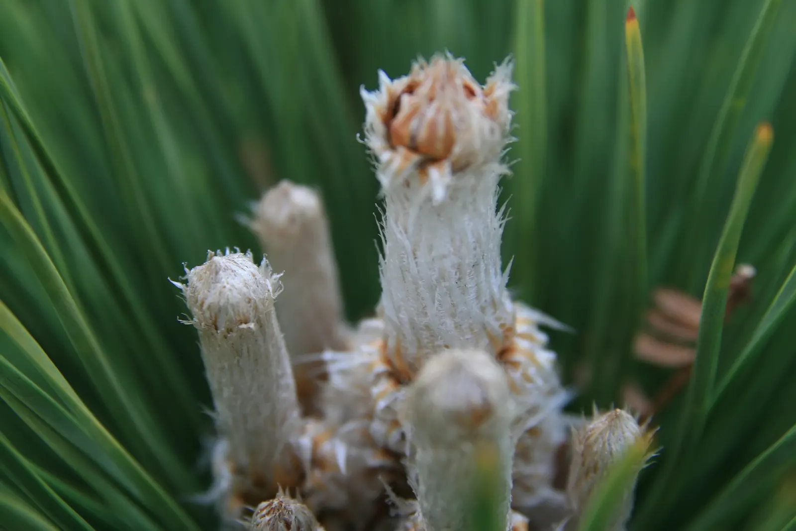 Japanese Black Pine (Pinus Thunbergii 'Thunderhead') — Thunderhead maintains a compact; or even as a sea of green in large-scale windbreaks or, image 68