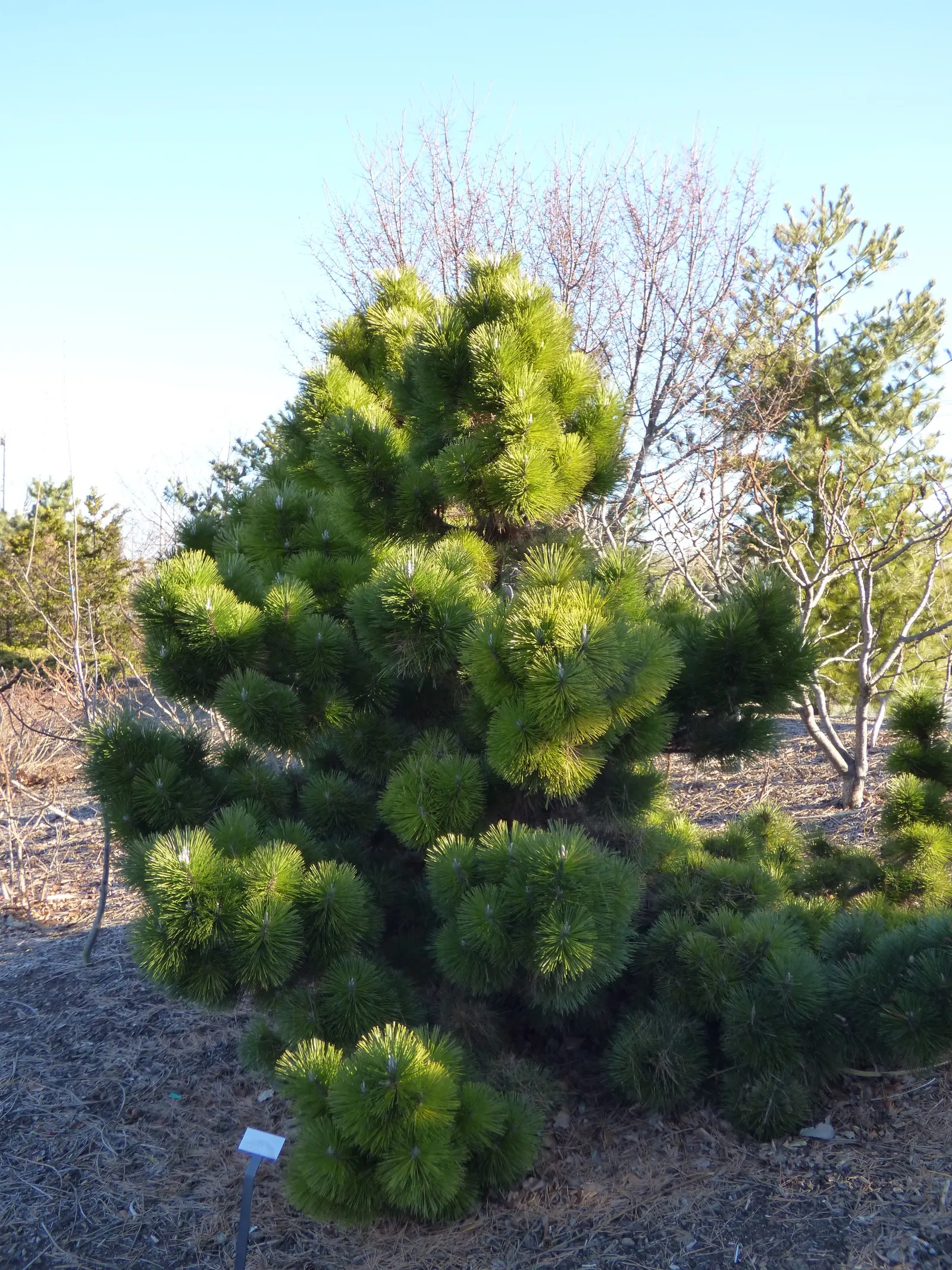 Japanese Black Pine (Pinus Thunbergii 'Thunderhead') — dark-green needles and robust