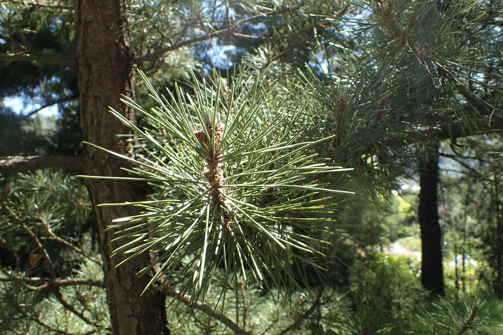 Japanese Black Pine (Pinus Thunbergii 'Thunderhead') — the Thunderhead is ideal for use as a specimen plant