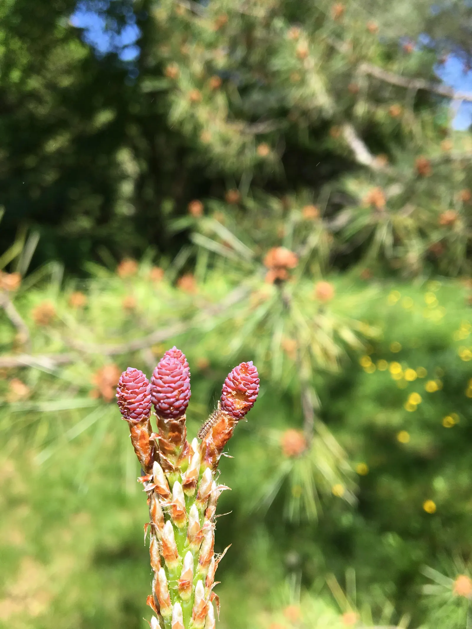 Japanese Black Pine (Pinus Thunbergii 'Thunderhead') — This hardy plant maintains a compact