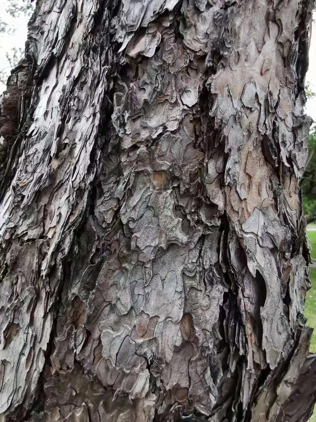 Japanese Black Pine (Pinus Thunbergii 'Thunderhead') — dark-green needles and robust; this characteristic foliage contrasts beautifully with the silver-white
