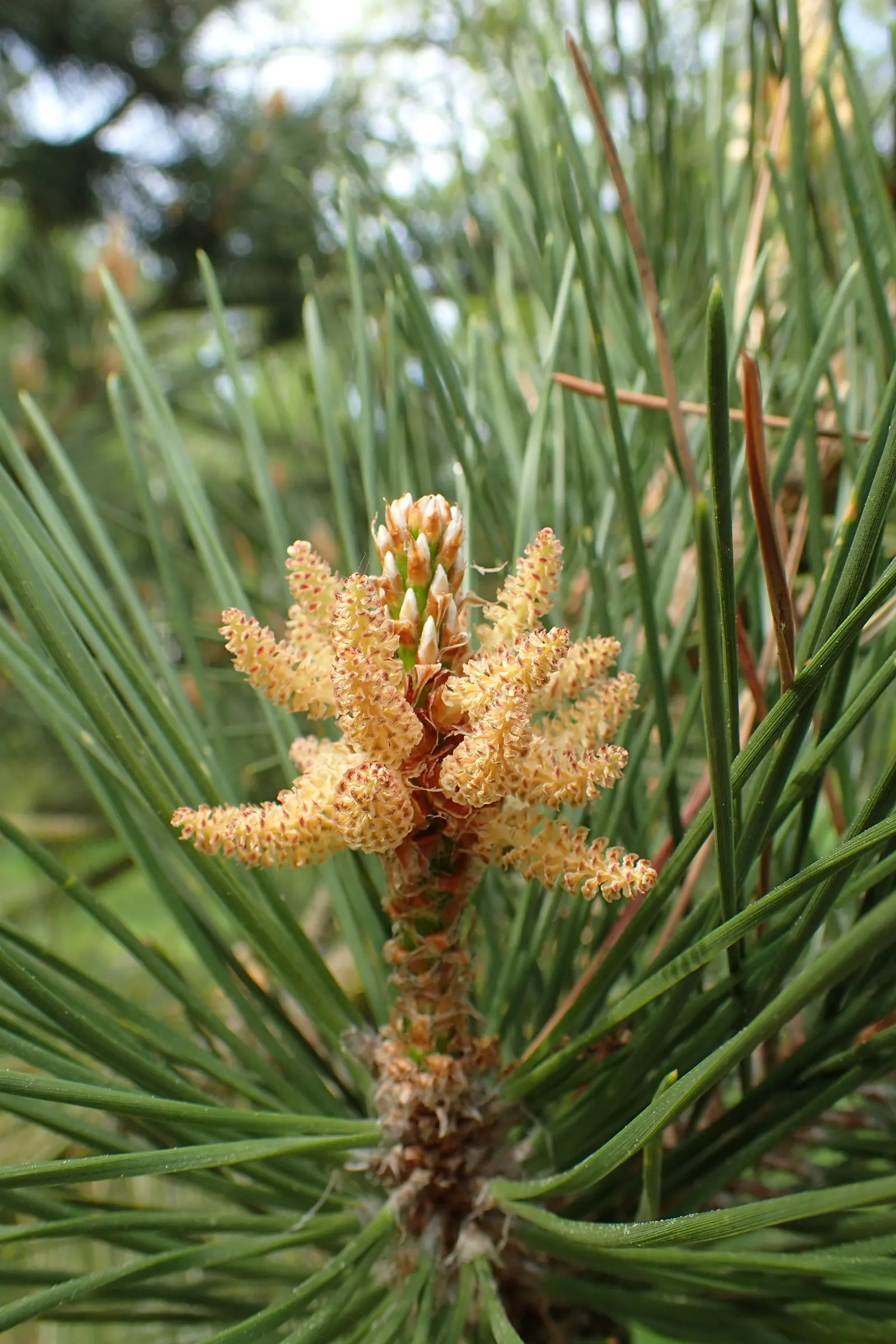 Japanese Black Pine (Pinus Thunbergii 'Thunderhead') — sculptural evergreen that provides year-round interest in the landscape; dark-green needles and robust