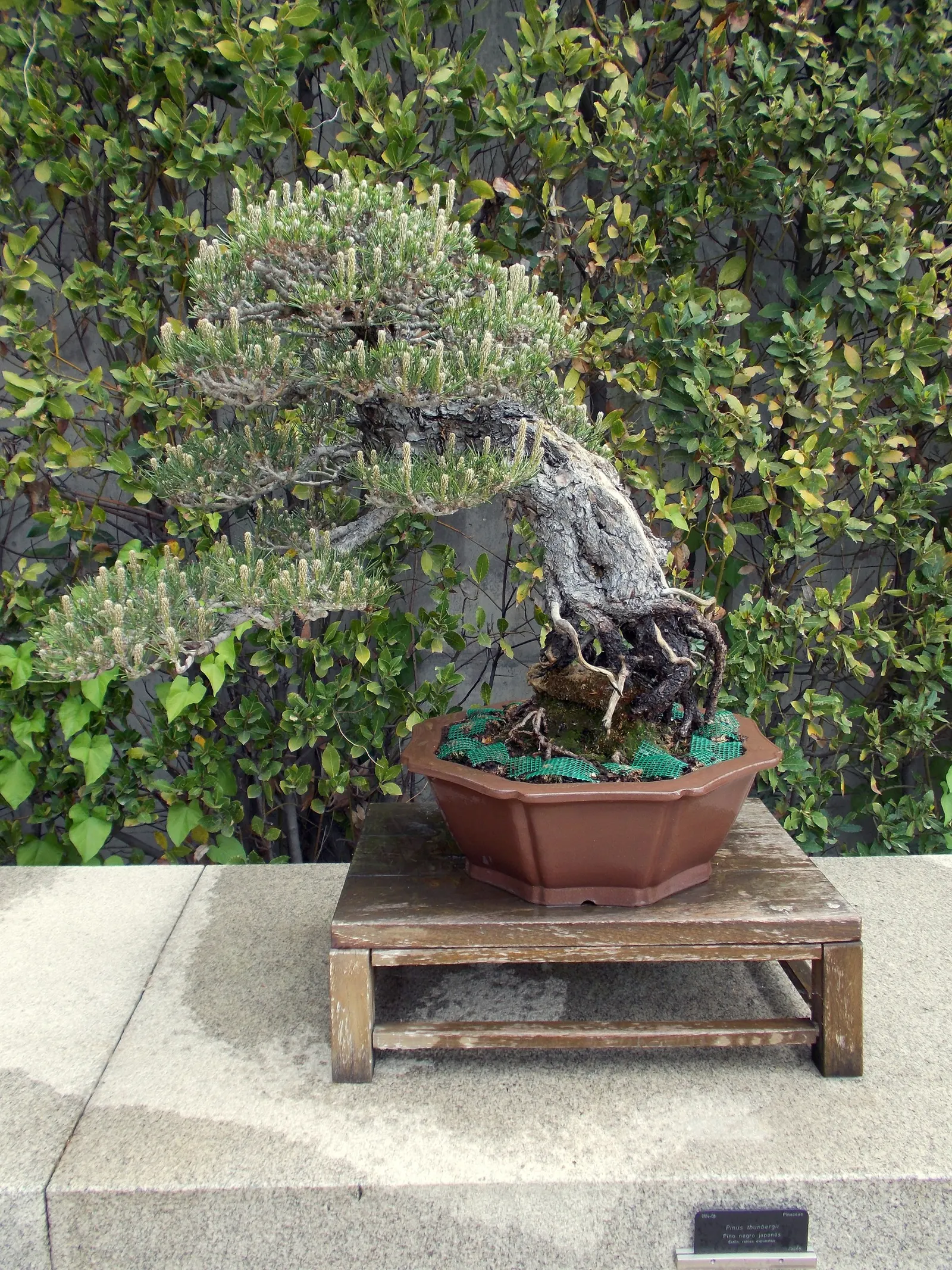 Japanese Black Pine (Pinus Thunbergii 'Thunderhead') — which appear in the spring; this characteristic foliage contrasts beautifully with the, image 75