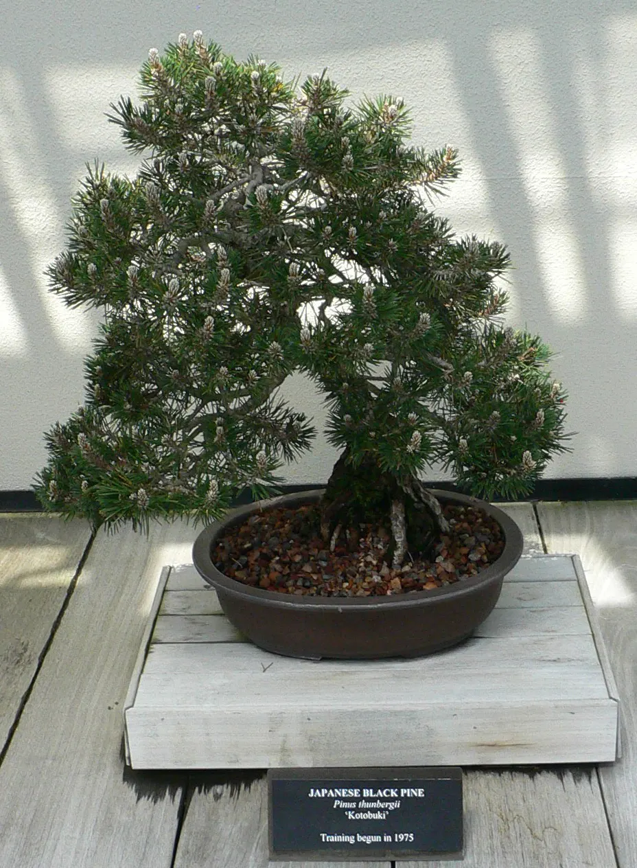 Japanese Black Pine (Pinus Thunbergii 'Thunderhead') — which appear in the spring