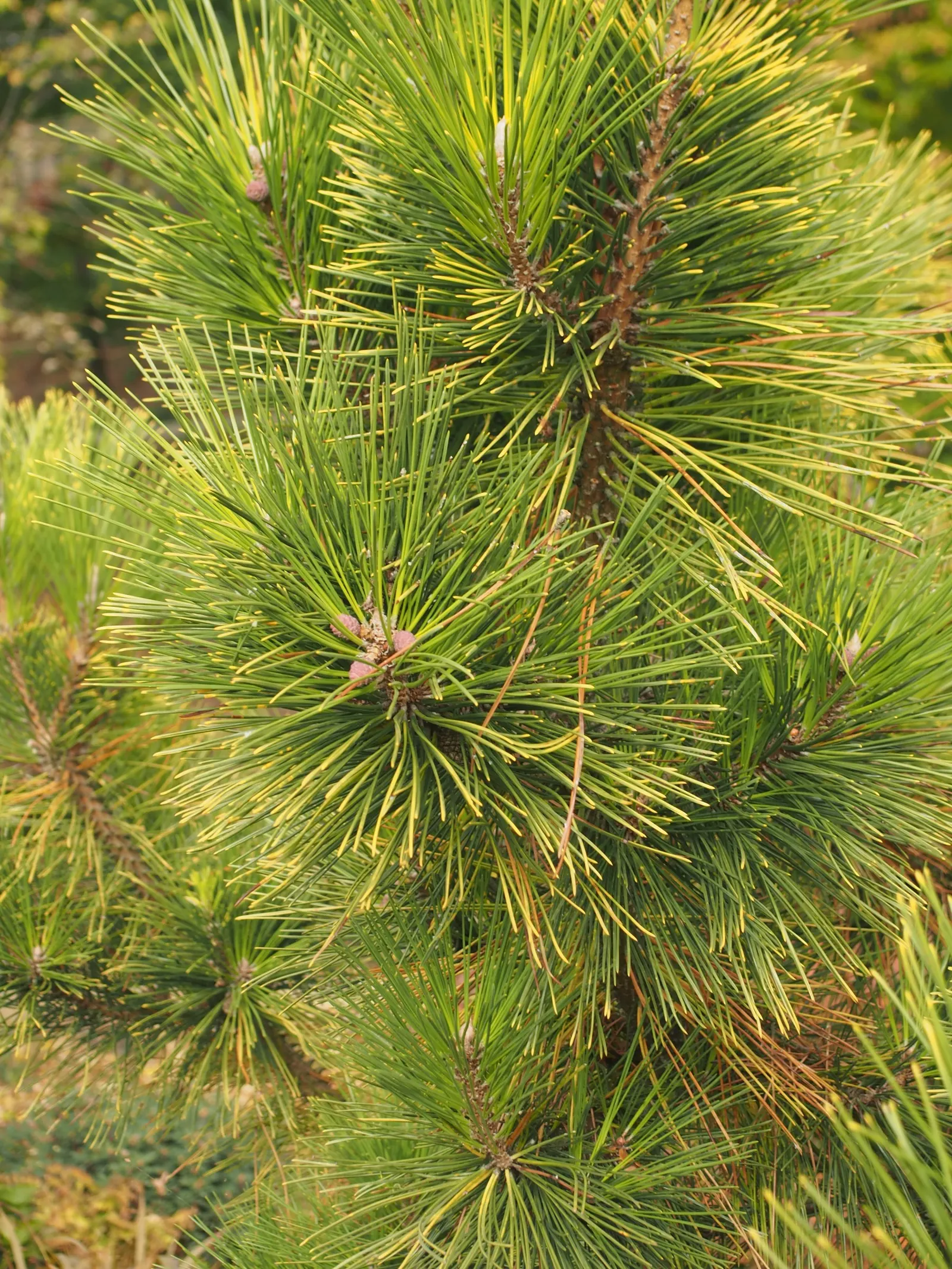 Japanese Black Pine (Pinus Thunbergii 'Thunderhead') — This characteristic foliage contrasts beautifully with the silver-white candles of new growth, image 74
