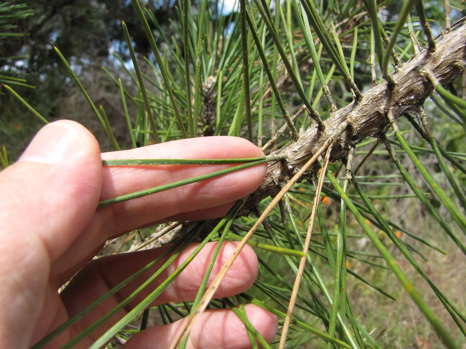 Japanese Black Pine (Pinus Thunbergii 'Thunderhead') — simply removing dead or damaged branches when necessary