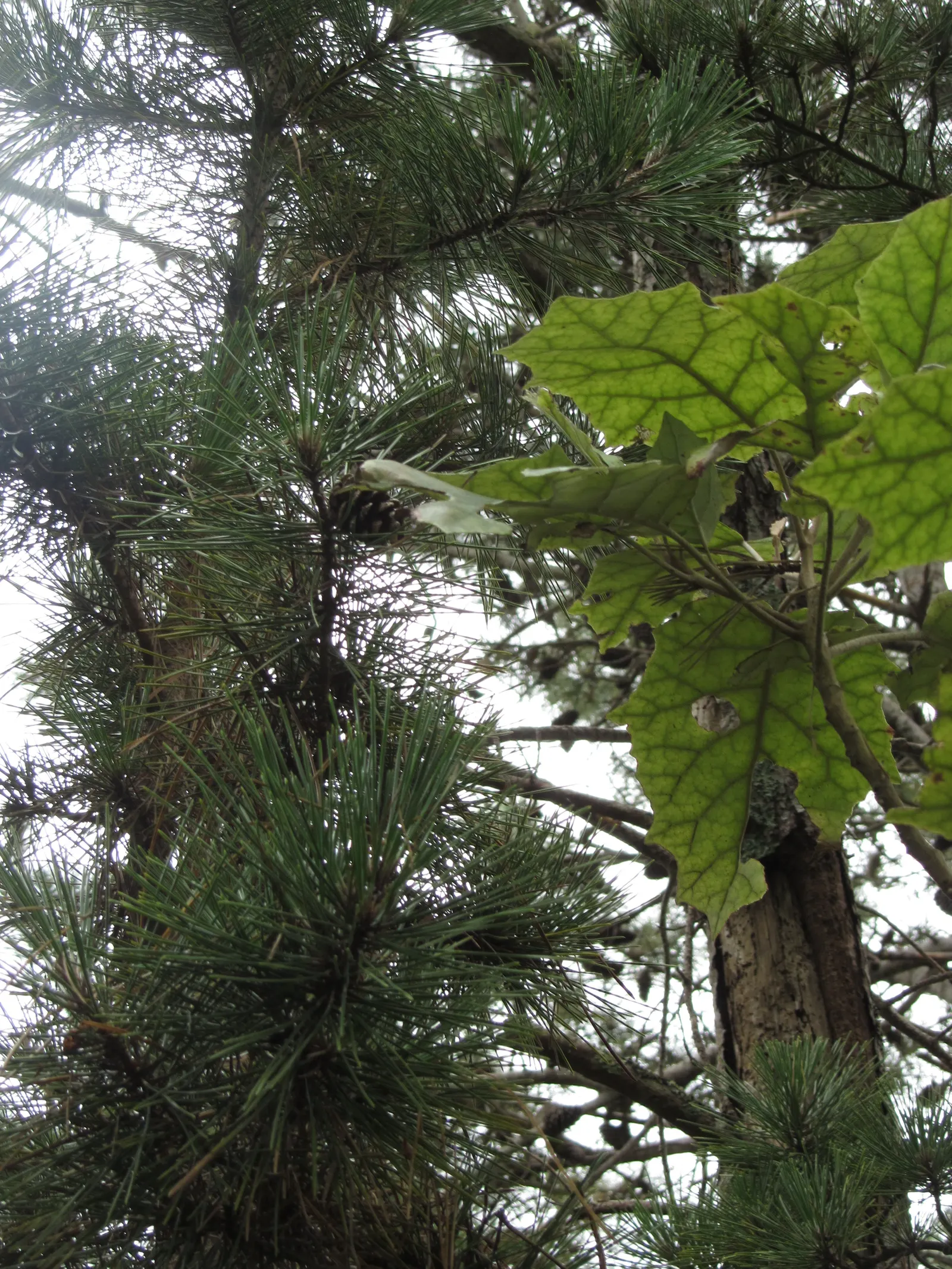 Japanese Black Pine (Pinus Thunbergii 'Thunderhead') — or even as a sea of green in large-scale windbreaks or privacy screens; symmetrical shape with minimal