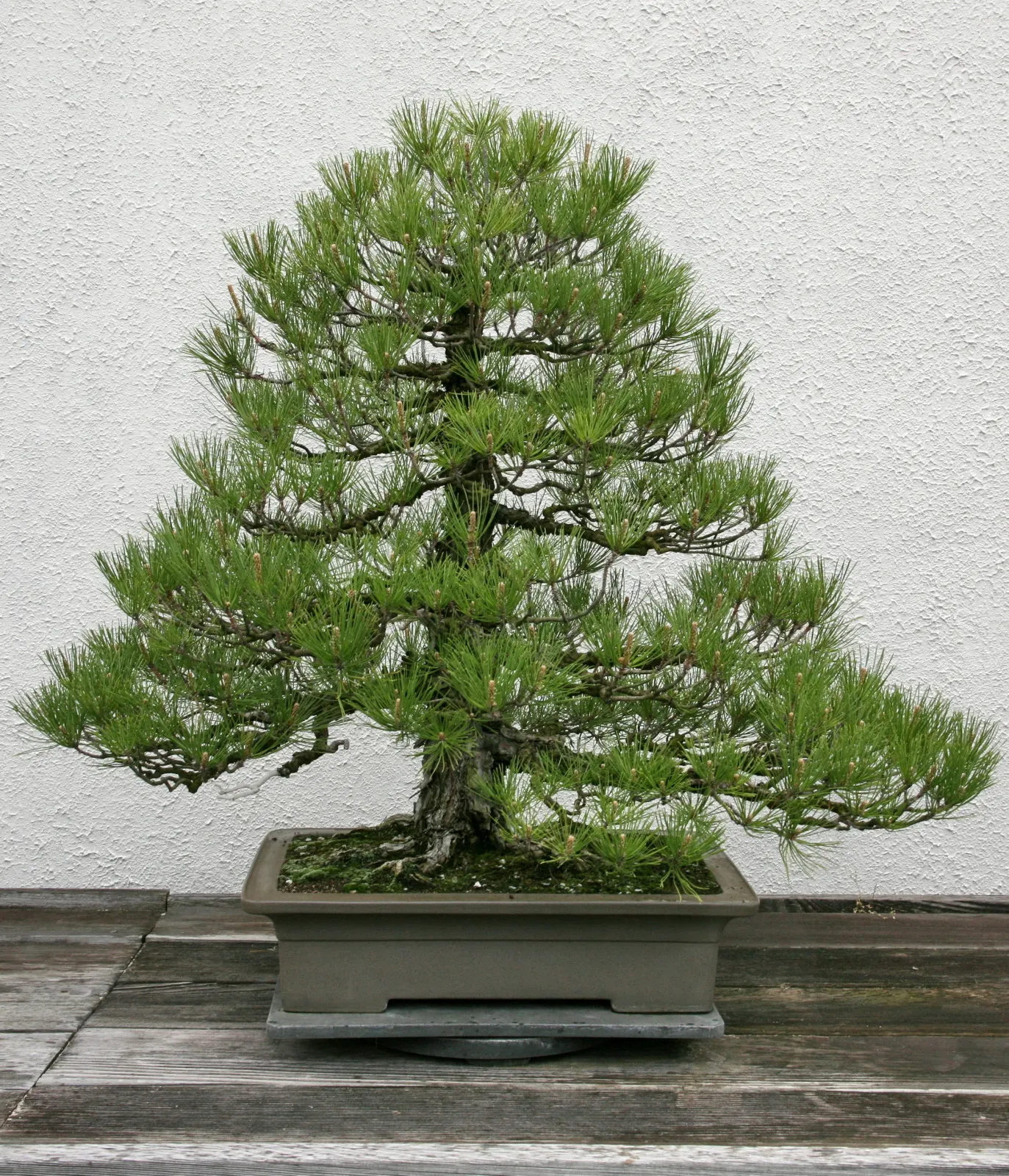 Japanese Black Pine (Pinus Thunbergii 'Thunderhead') — or even as a sea of green in large-scale windbreaks or privacy screens