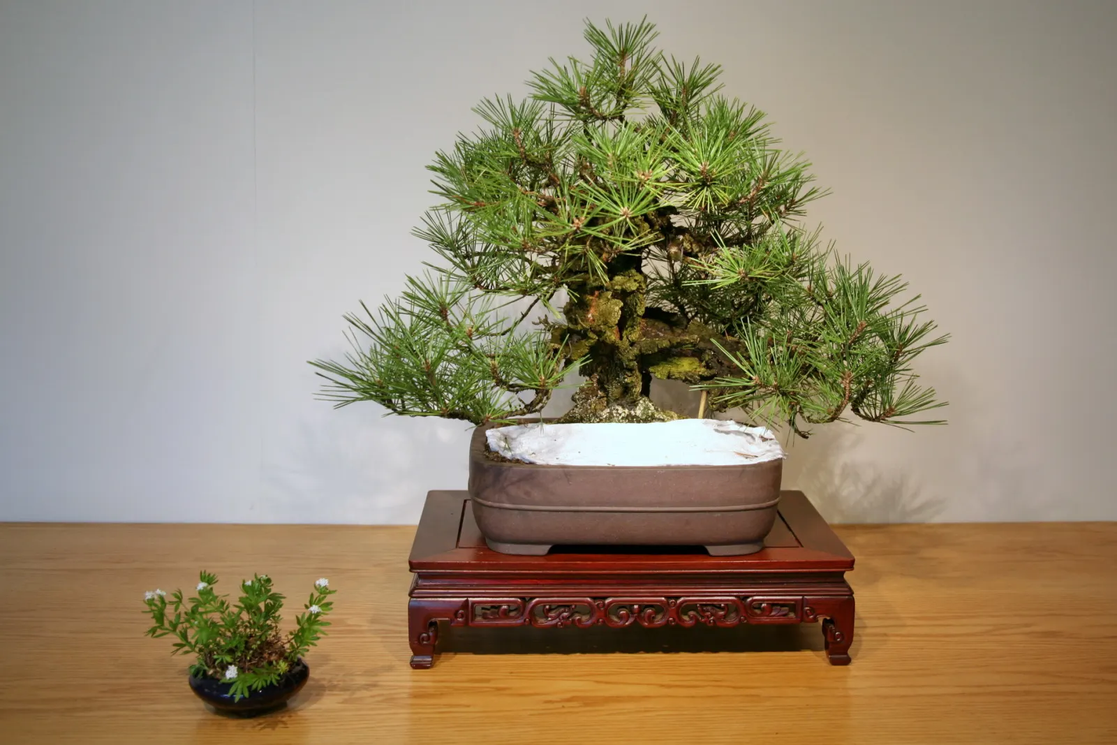 Japanese Black Pine (Pinus Thunbergii 'Thunderhead') — with the lower branches sweeping gracefully downwards while the upper branches reach skyward